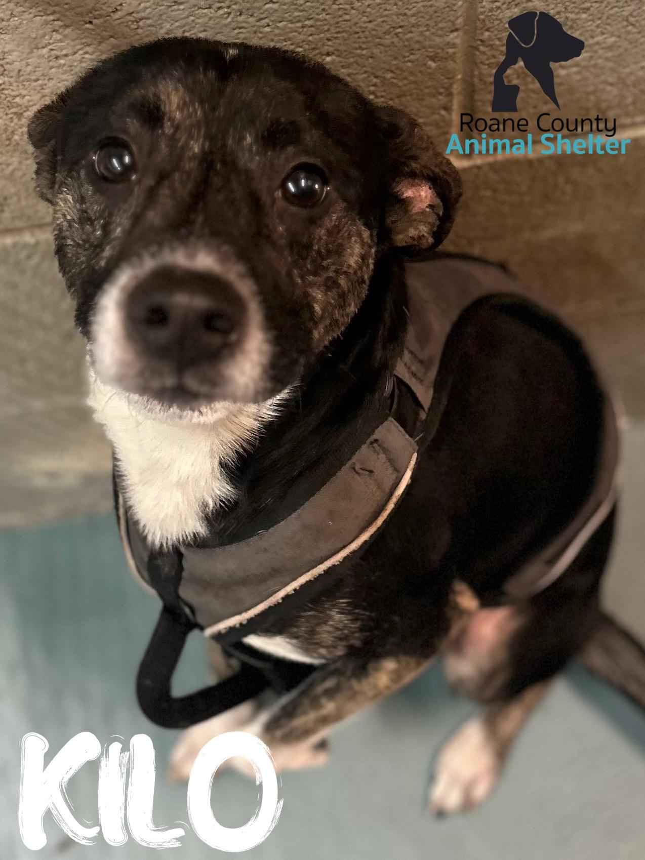 Kilo, ADOPTABLE, Young Male Mountain Cur.