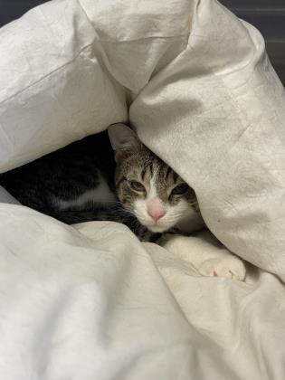 Mittens, a Adoptable Domestic Short Hair in Cumberland, MD image 1/2
