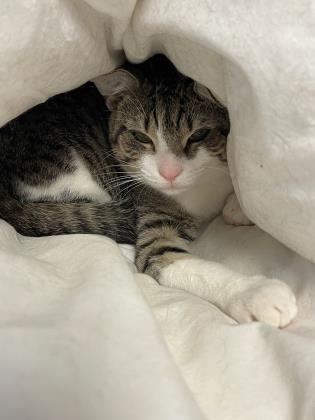 Mittens, a Adoptable Domestic Short Hair in Cumberland, MD image 2/2
