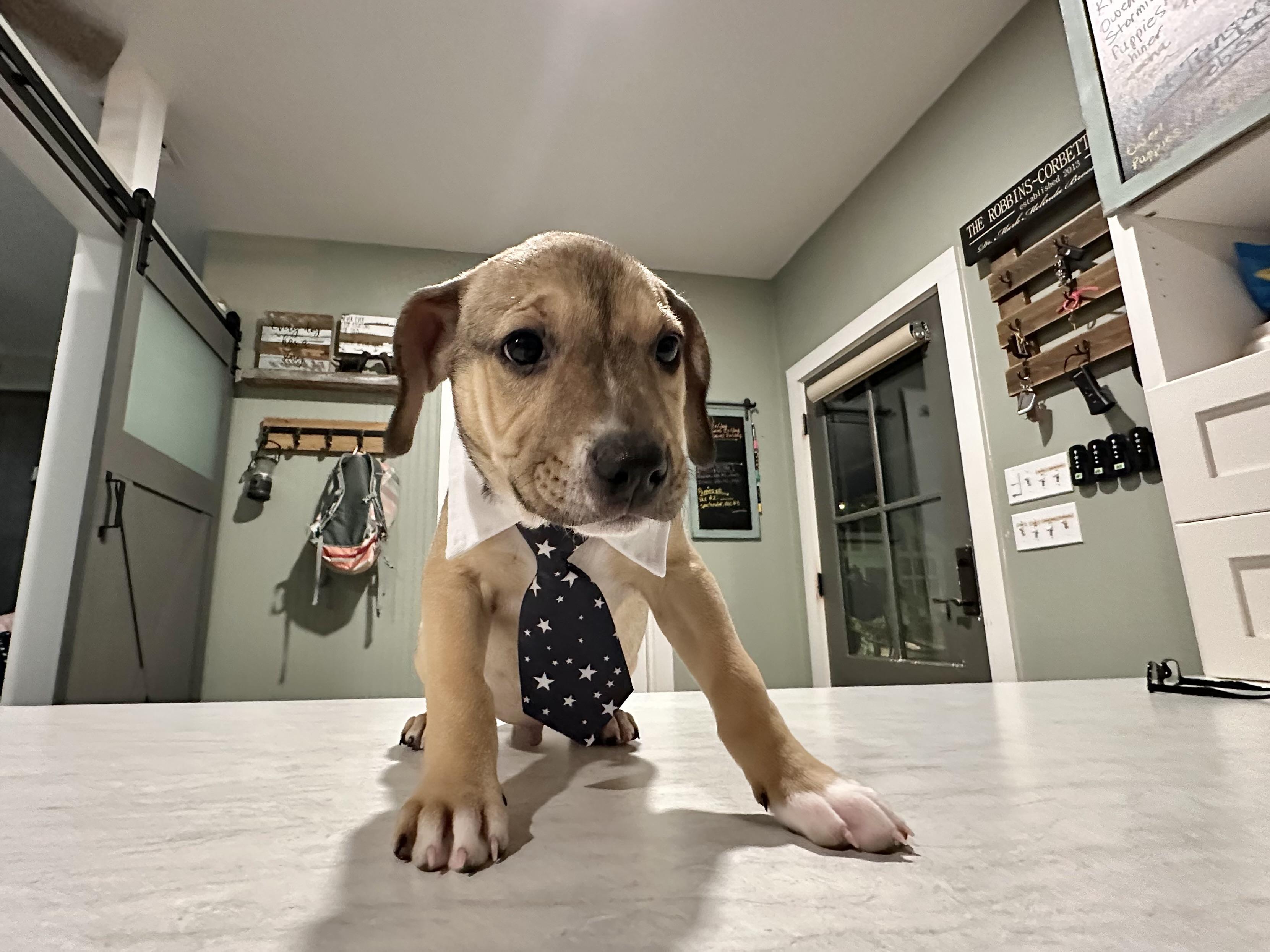 Simon, an adopted mixed breed in West Islip, NY image 5/6