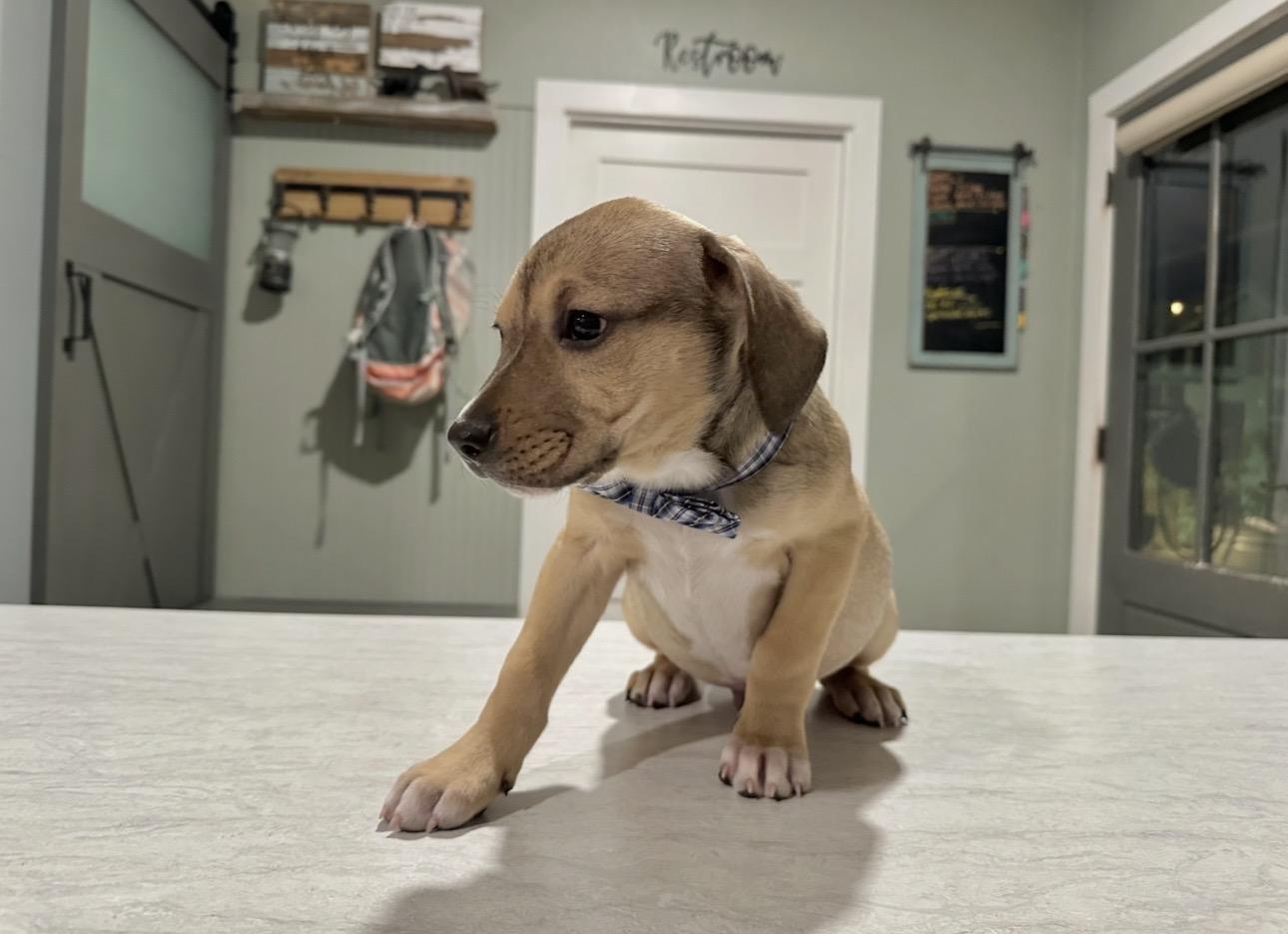 Simon, an adopted mixed breed in West Islip, NY image 2/6