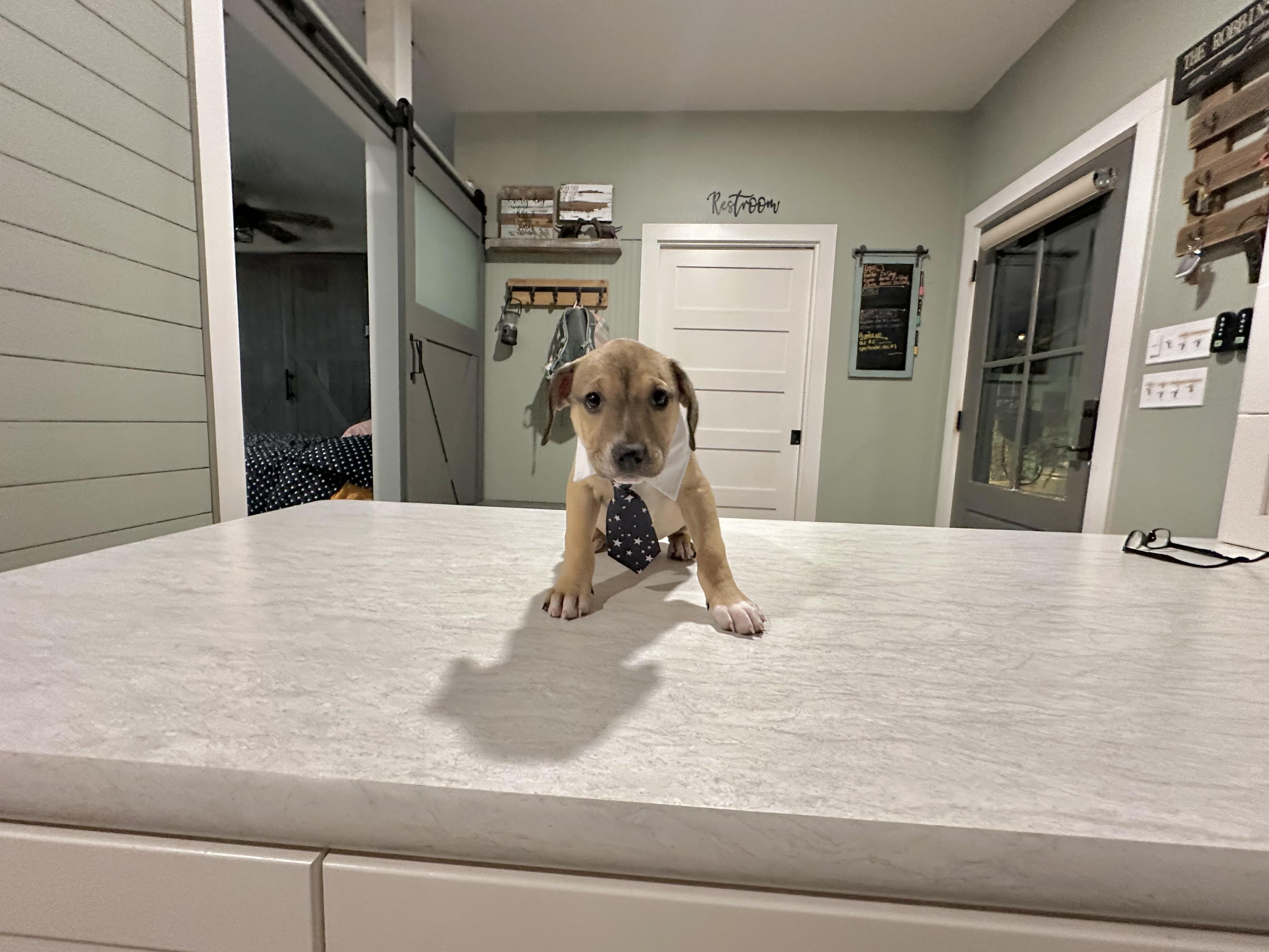 Simon, an adopted mixed breed in West Islip, NY image 6/6