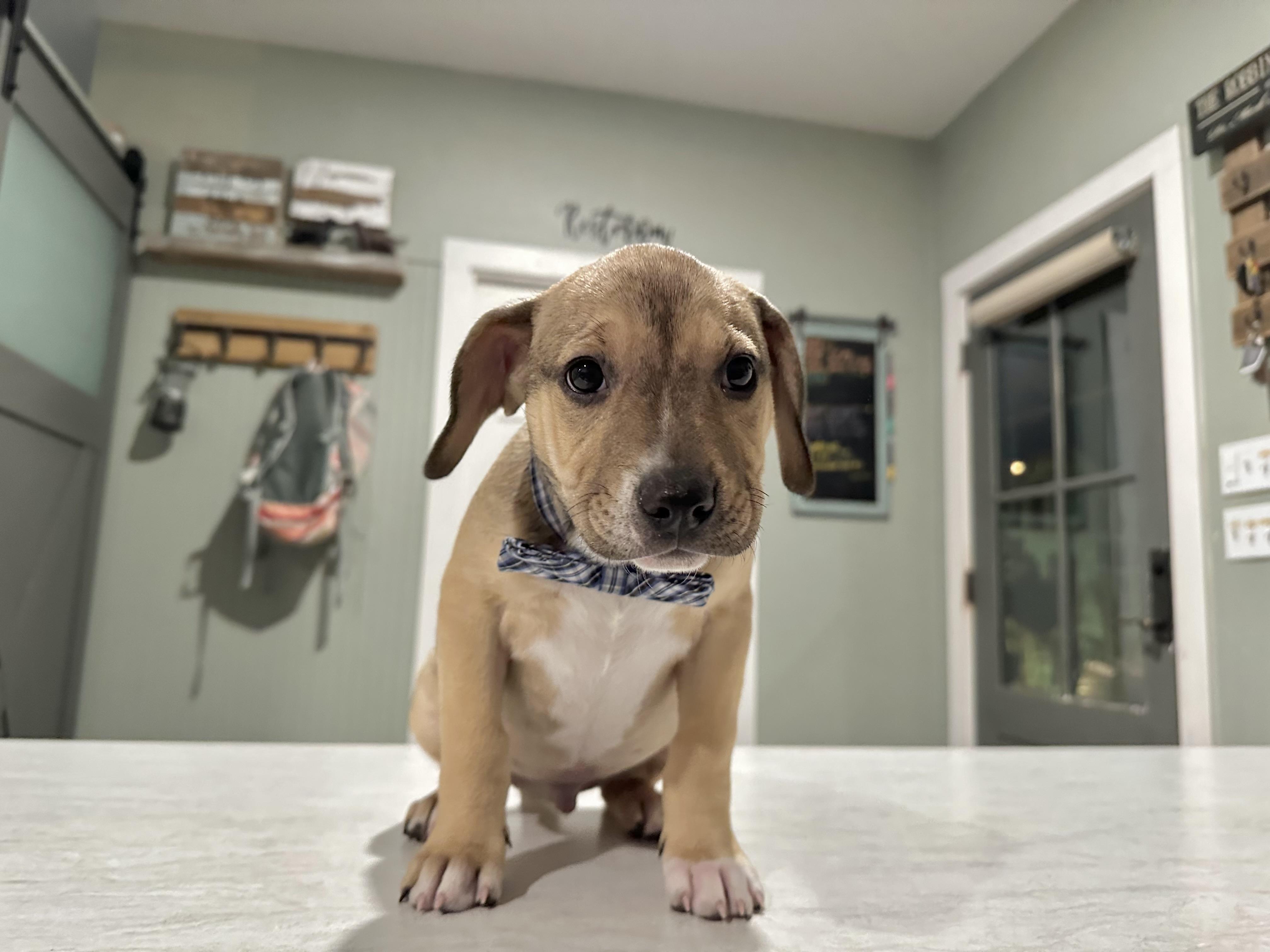 Simon, an adopted mixed breed in West Islip, NY image 1/6