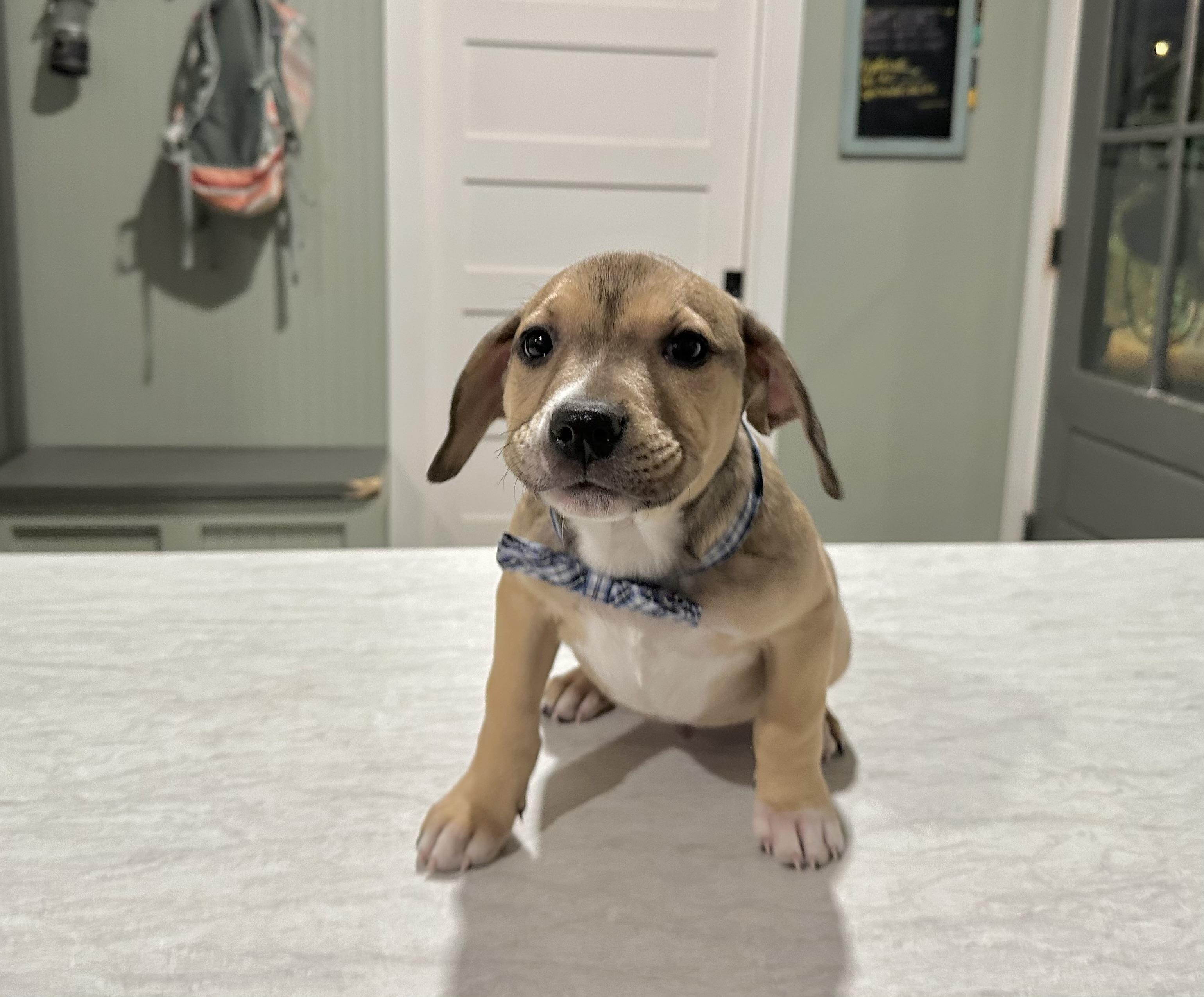 Simon, an adopted mixed breed in West Islip, NY image 4/6