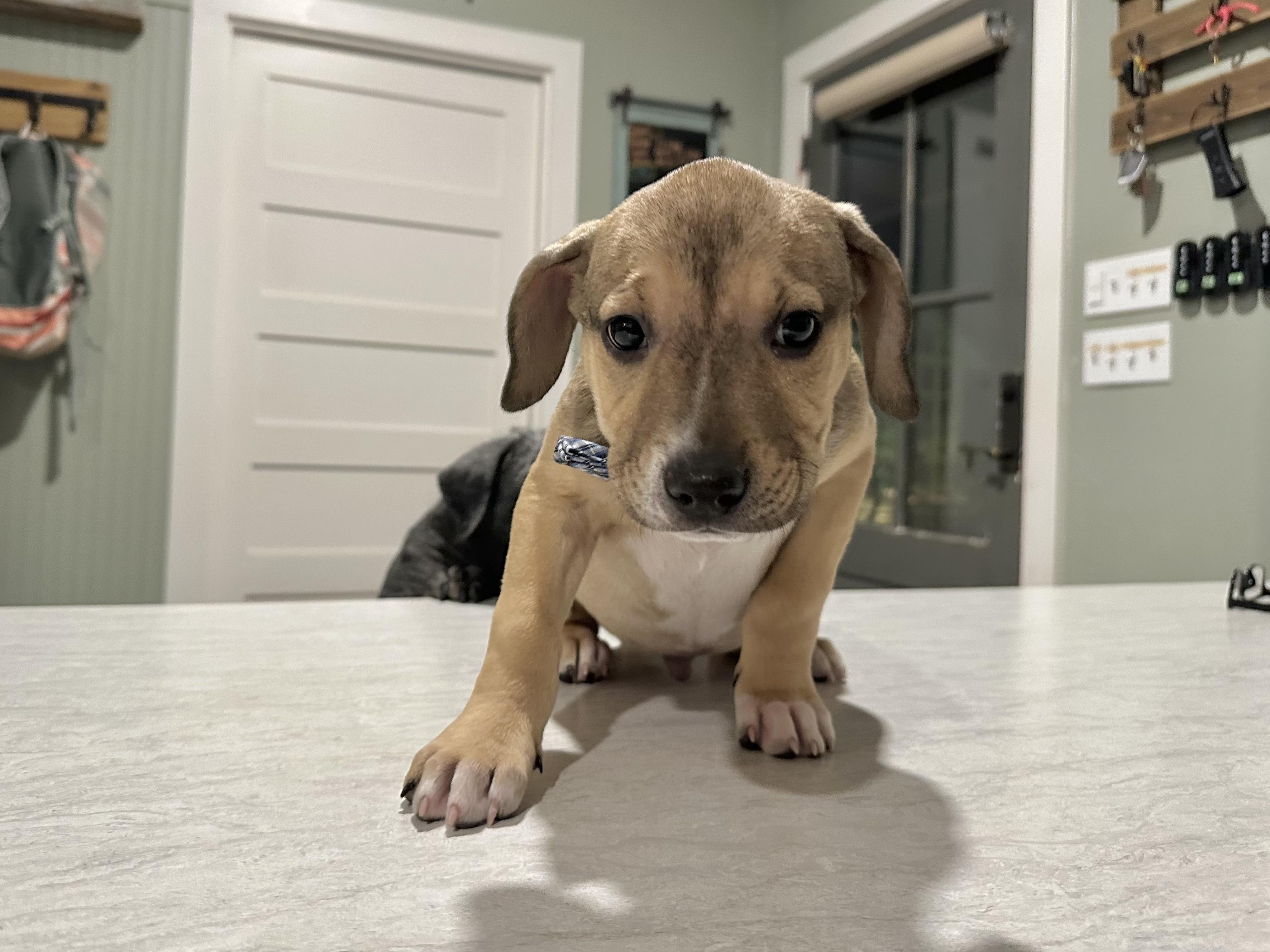 Simon, an adopted mixed breed in West Islip, NY image 3/6