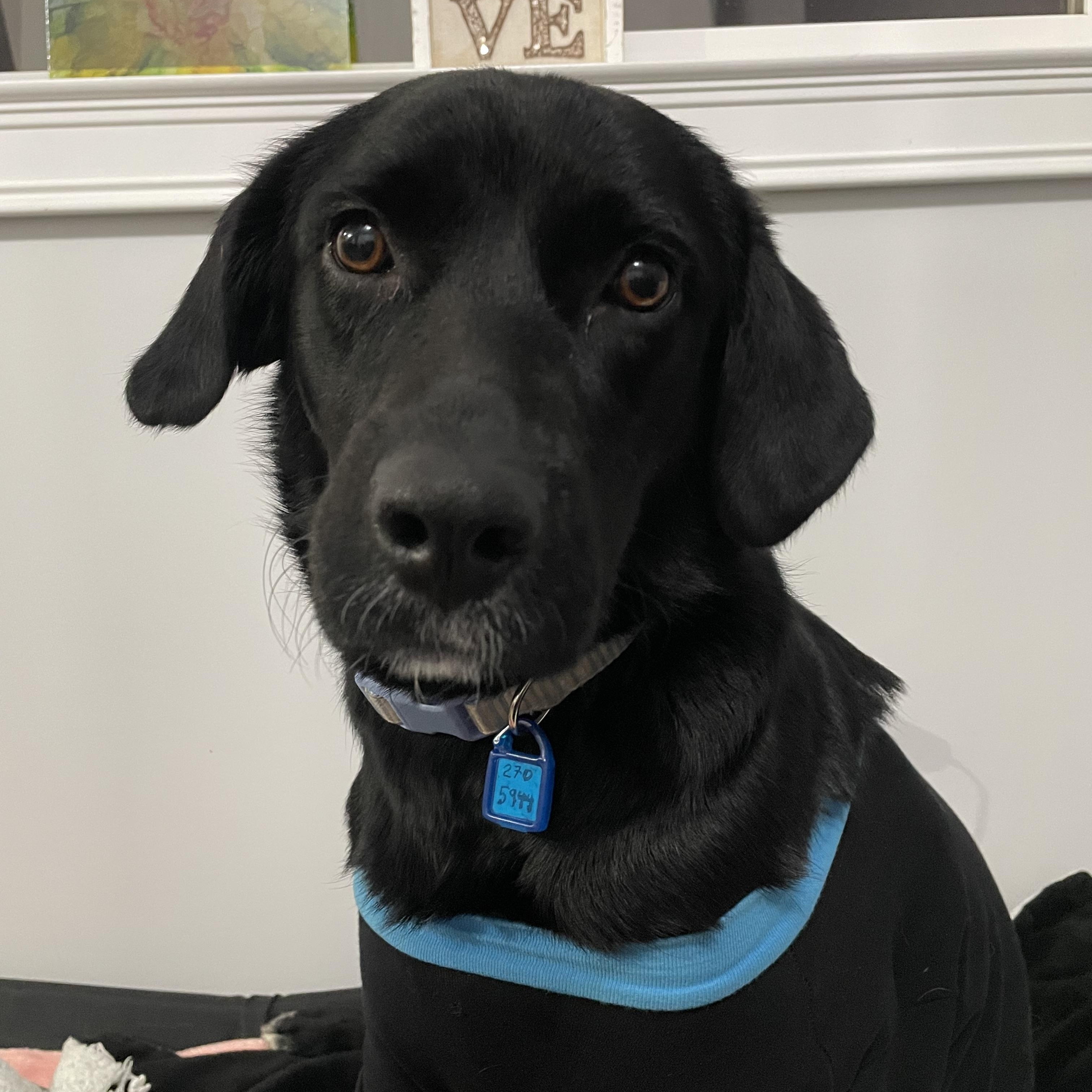 Daisy, an adoptable Mixed Breed in Saskatoon, SK, S7H 0W2 | Photo Image 2