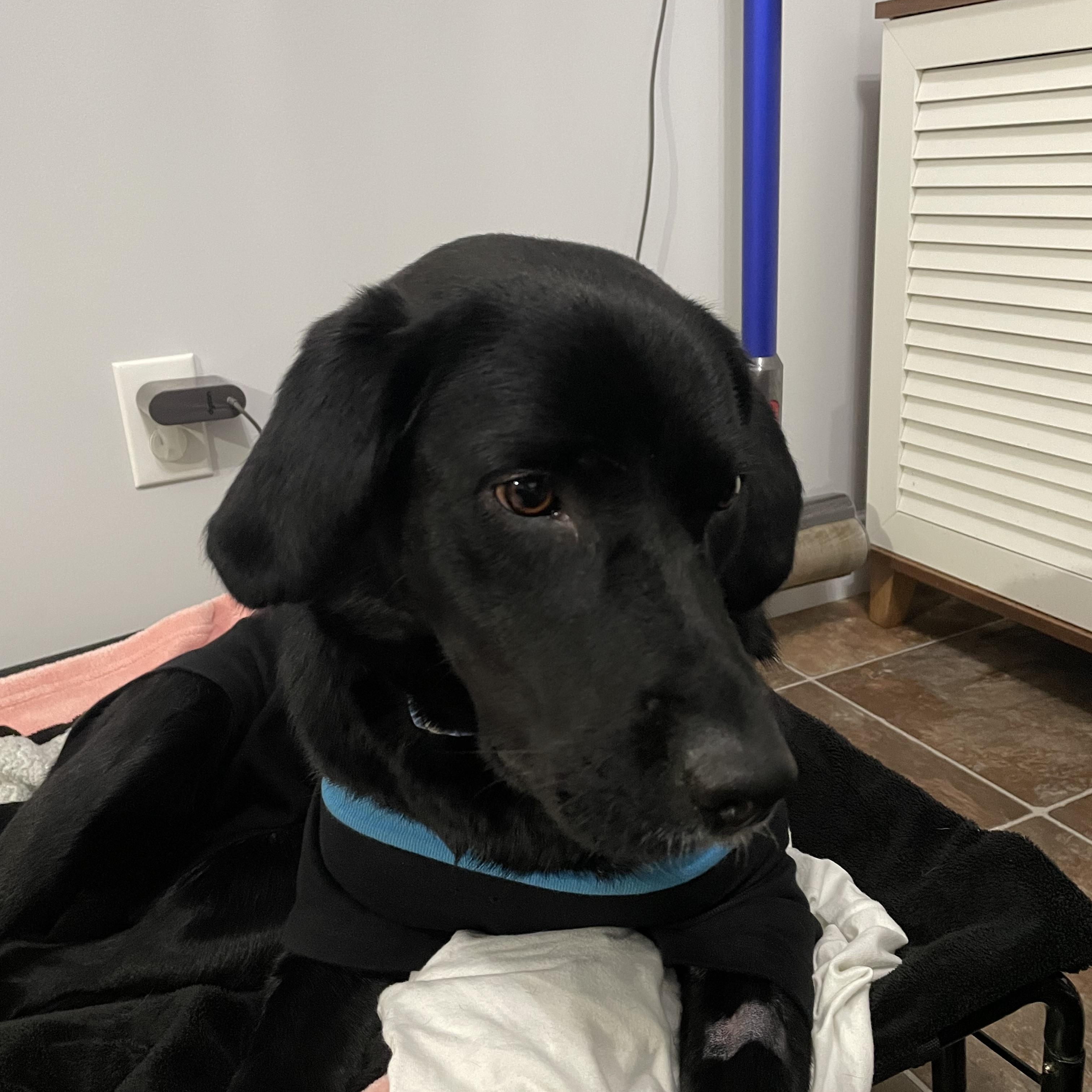 Daisy, an adoptable Mixed Breed in Saskatoon, SK, S7H 0W2 | Photo Image 3