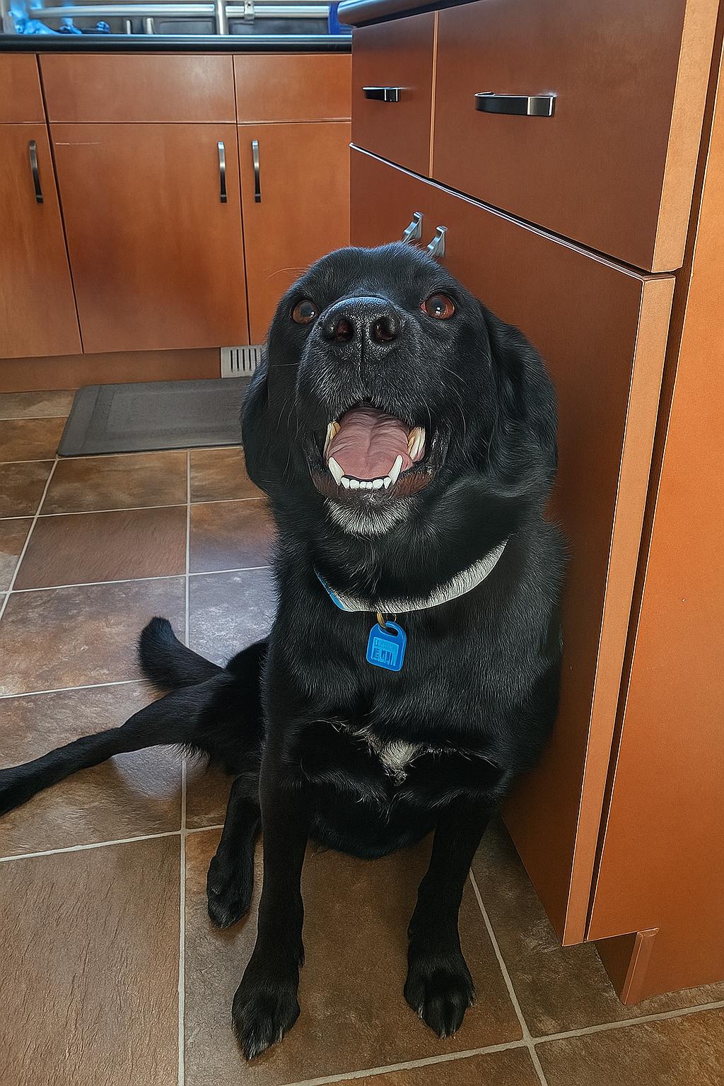 Daisy, an adoptable Mixed Breed in Saskatoon, SK, S7H 0W2 | Photo Image 1