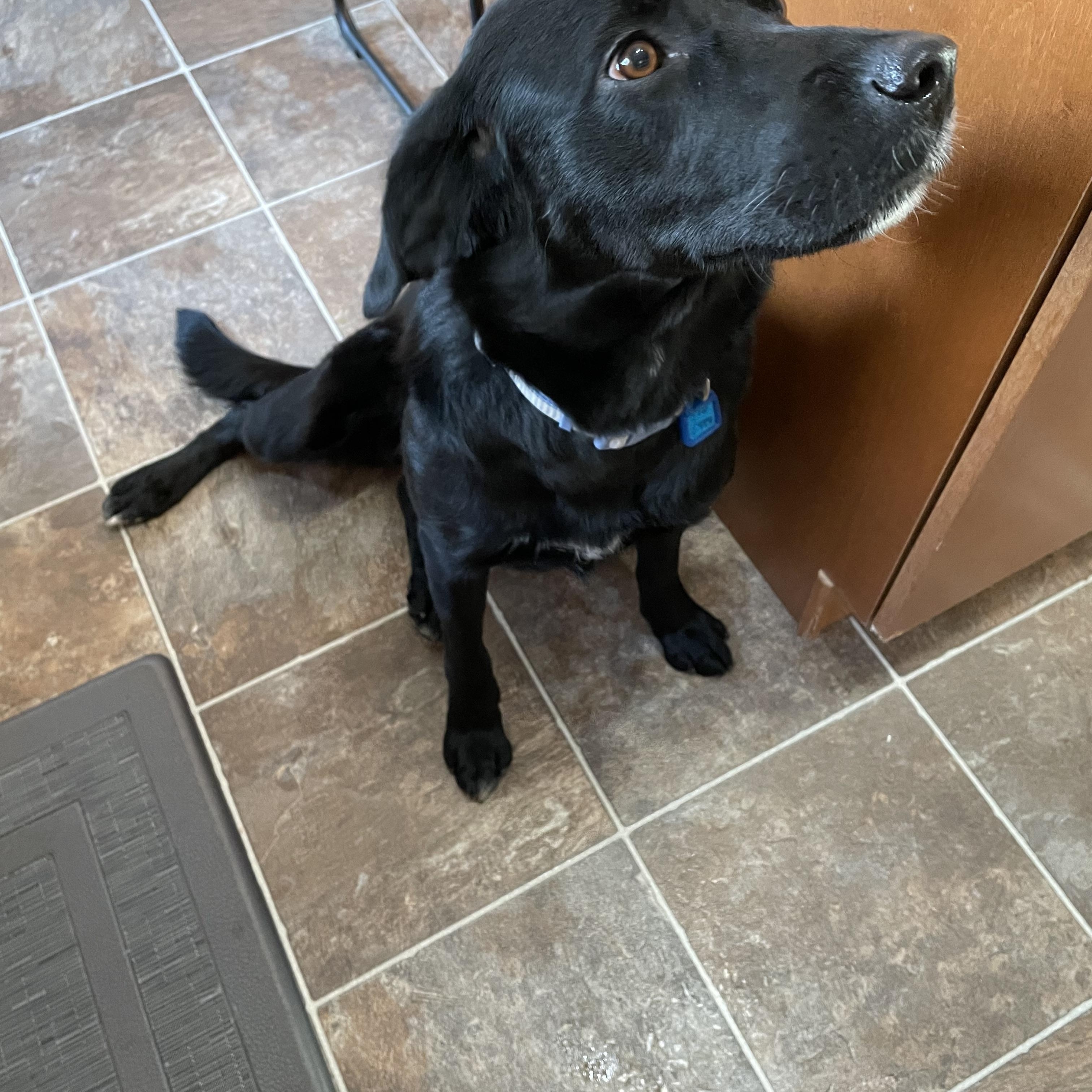 Daisy, an adoptable Mixed Breed in Saskatoon, SK, S7H 0W2 | Photo Image 4