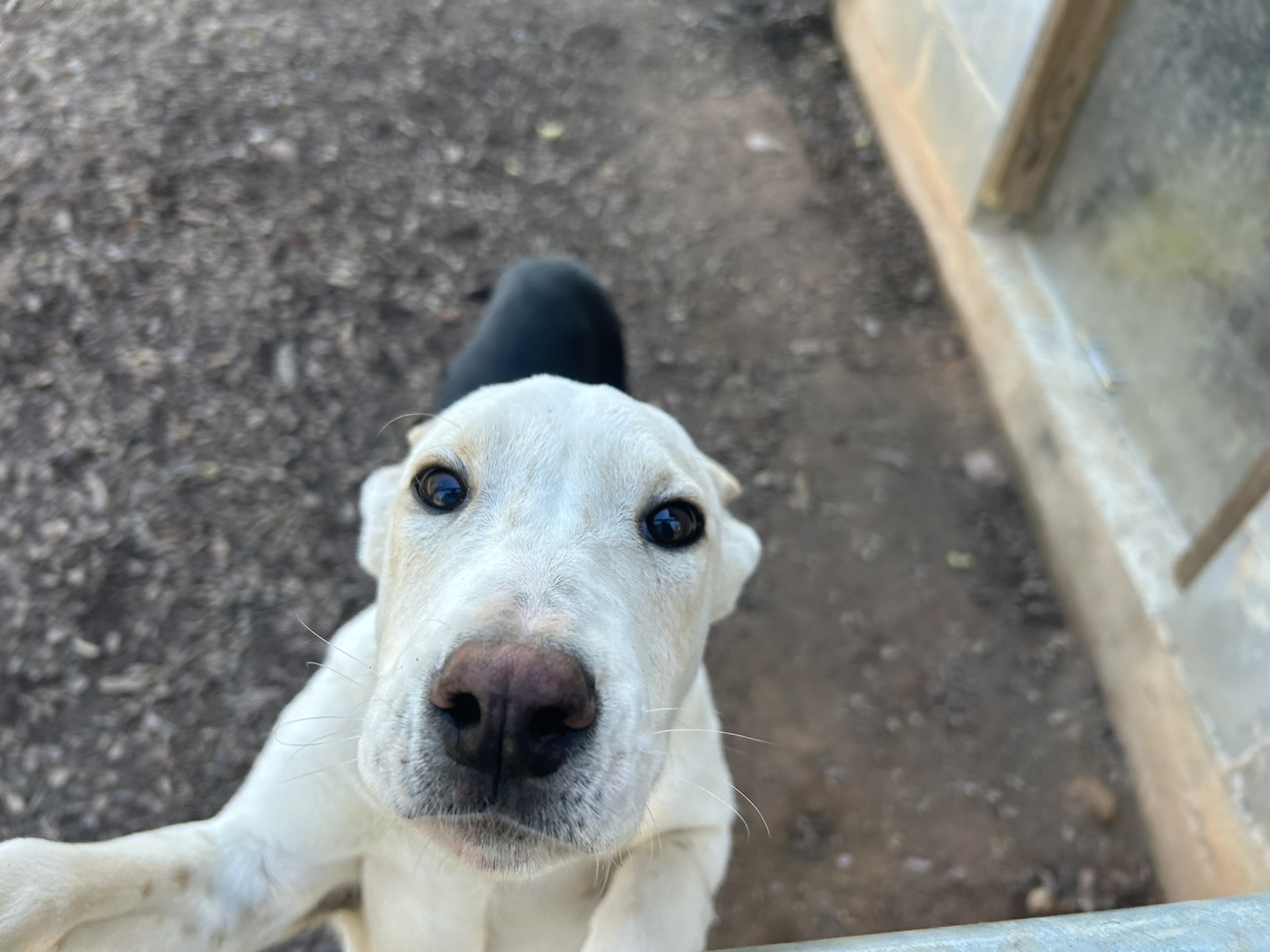 Enlarge Peppermint, a Adopted mixed breed in Sparta, GA image 1/4