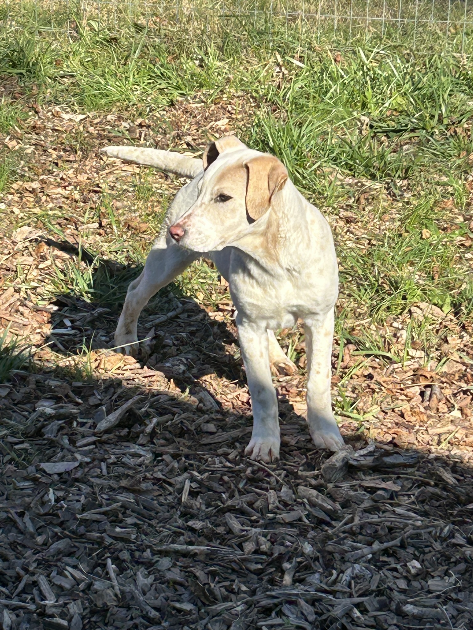 Enlarge Peppermint, a Adopted mixed breed in Sparta, GA image 2/4