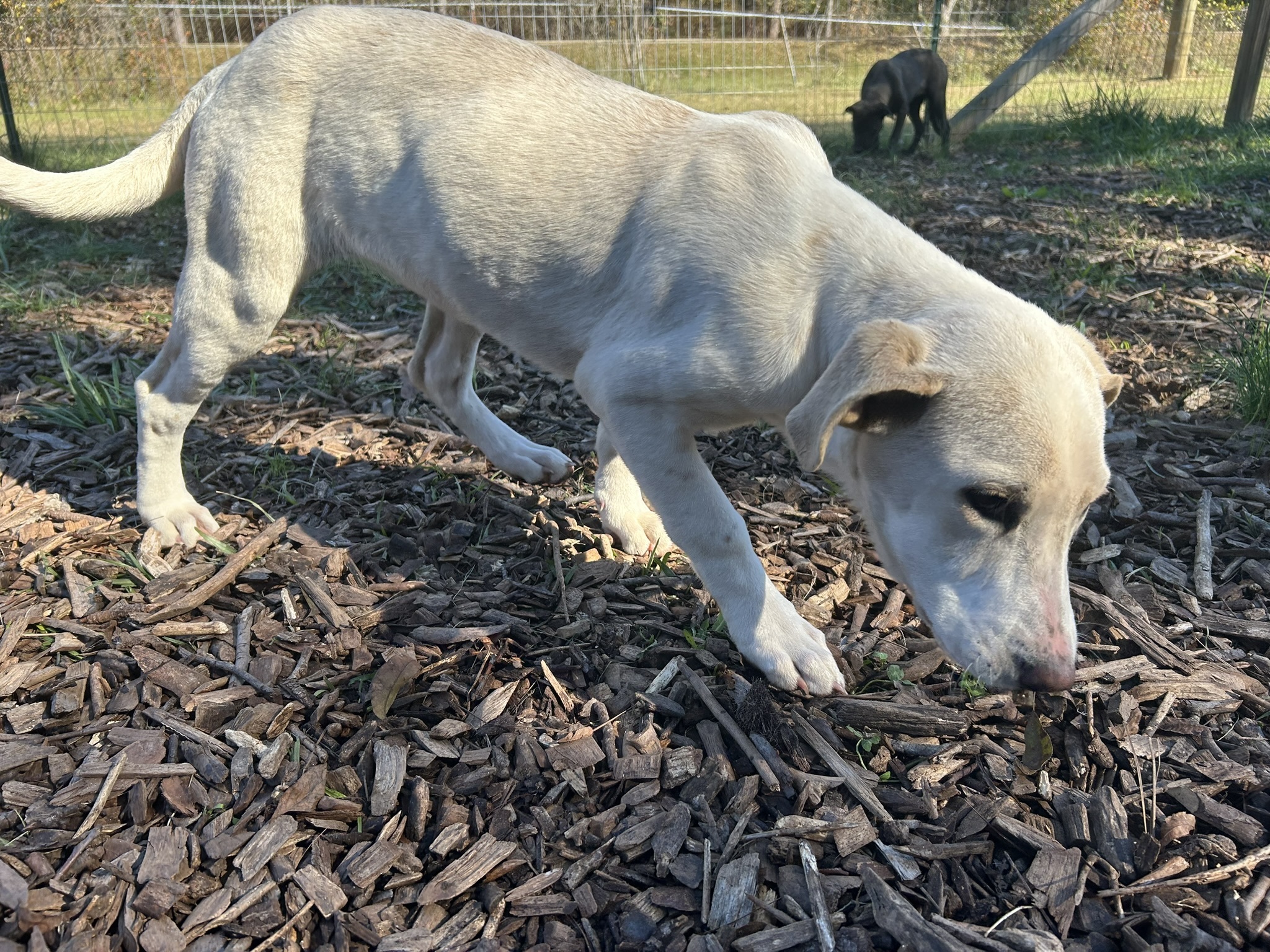 Peppermint, Adopted, Young Female Labrador Retriever.