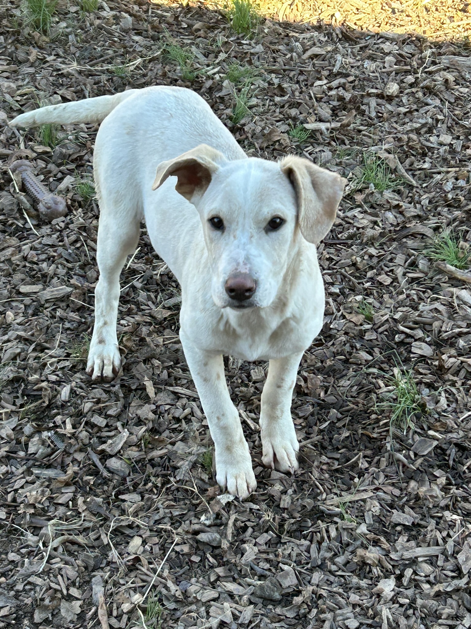 Enlarge Peppermint, a Adopted mixed breed in Sparta, GA image 4/4