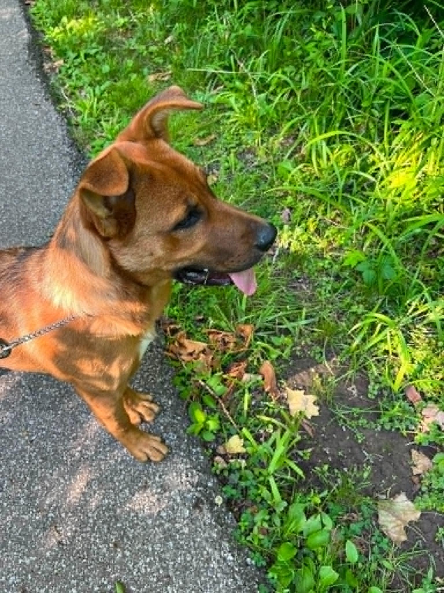 Enlarge Samantha (Frannie), an adoptable mixed breed in Parma, OH image 3/5