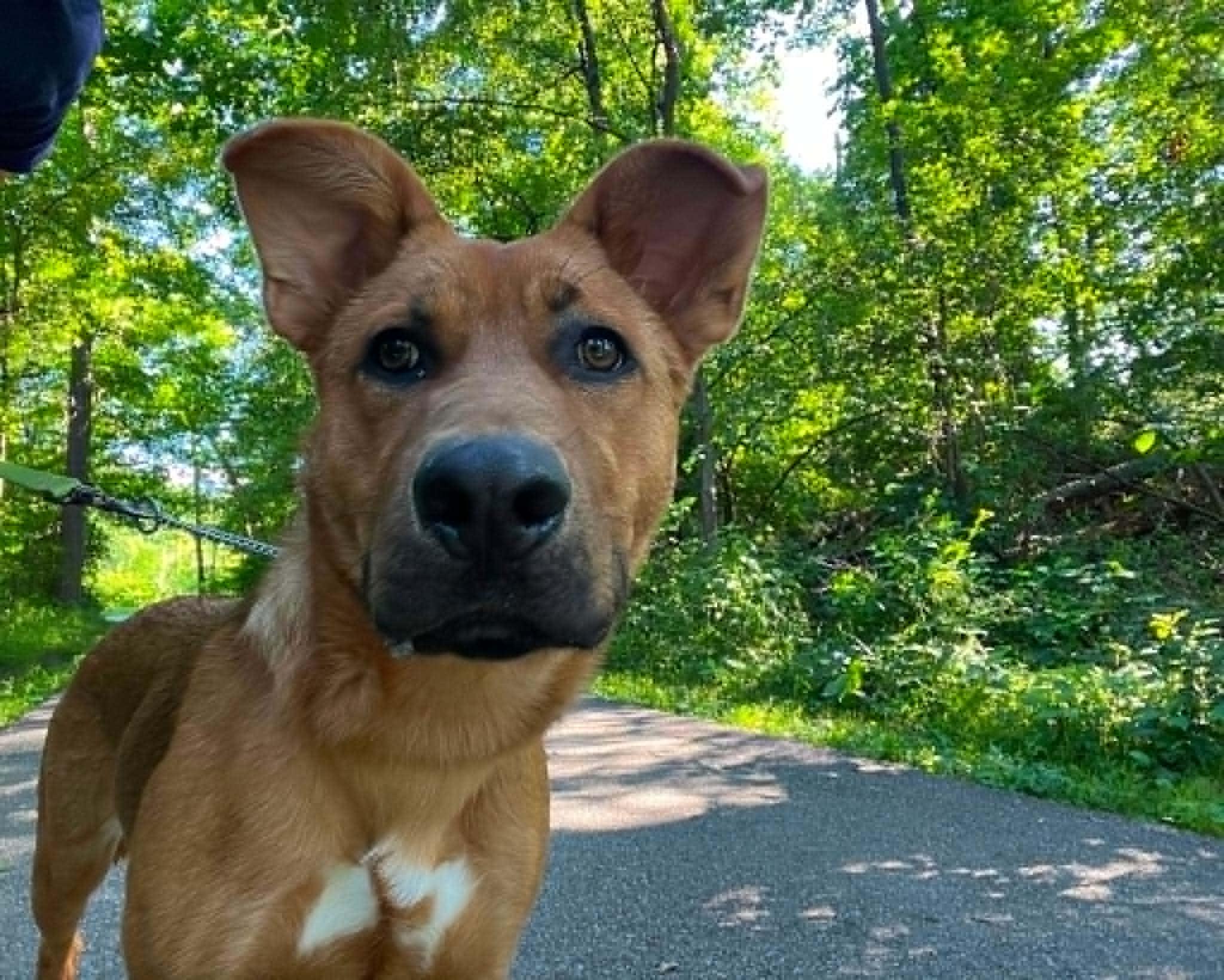 Enlarge Samantha (Frannie), an adoptable mixed breed in Parma, OH image 2/5