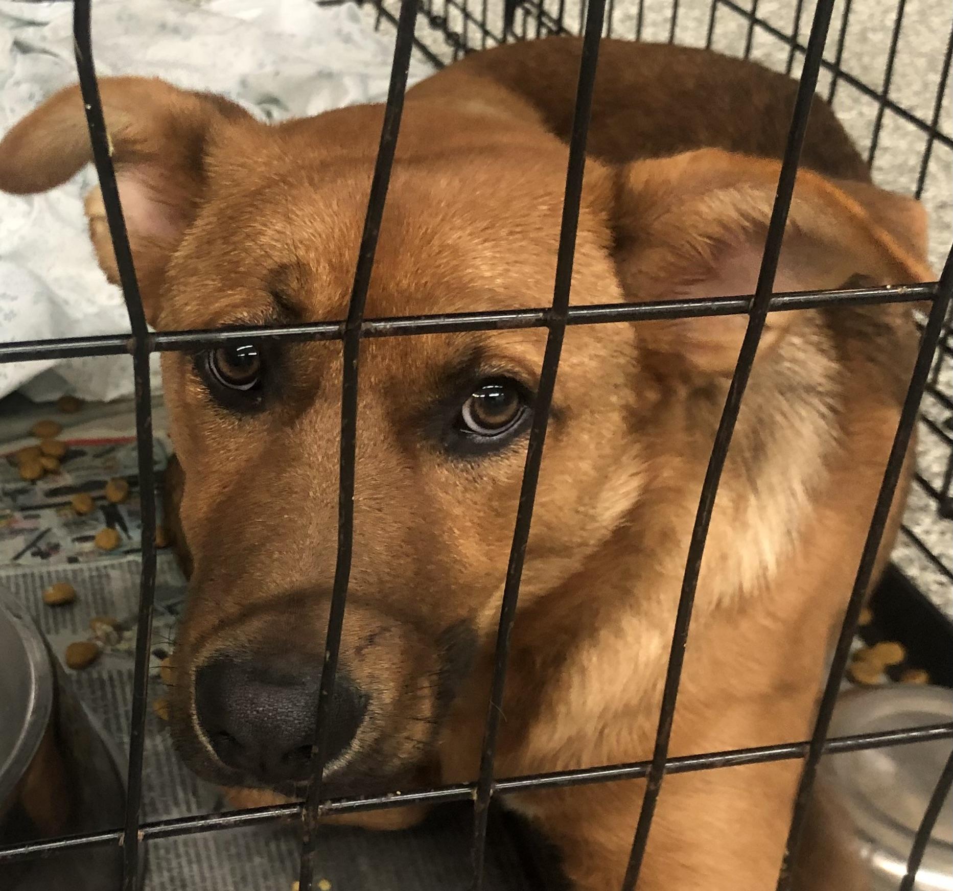 Enlarge Samantha (Frannie), an adoptable mixed breed in Parma, OH image 5/5