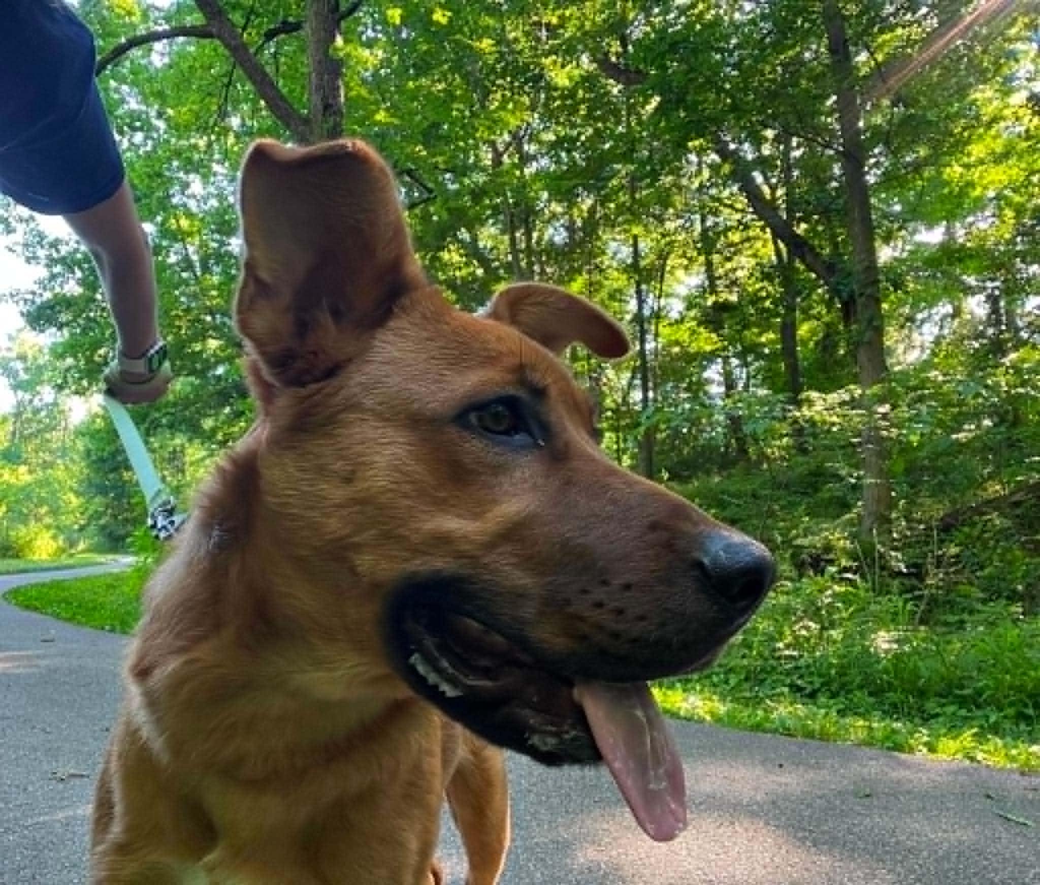 Enlarge Samantha (Frannie), an adoptable mixed breed in Parma, OH image 4/5
