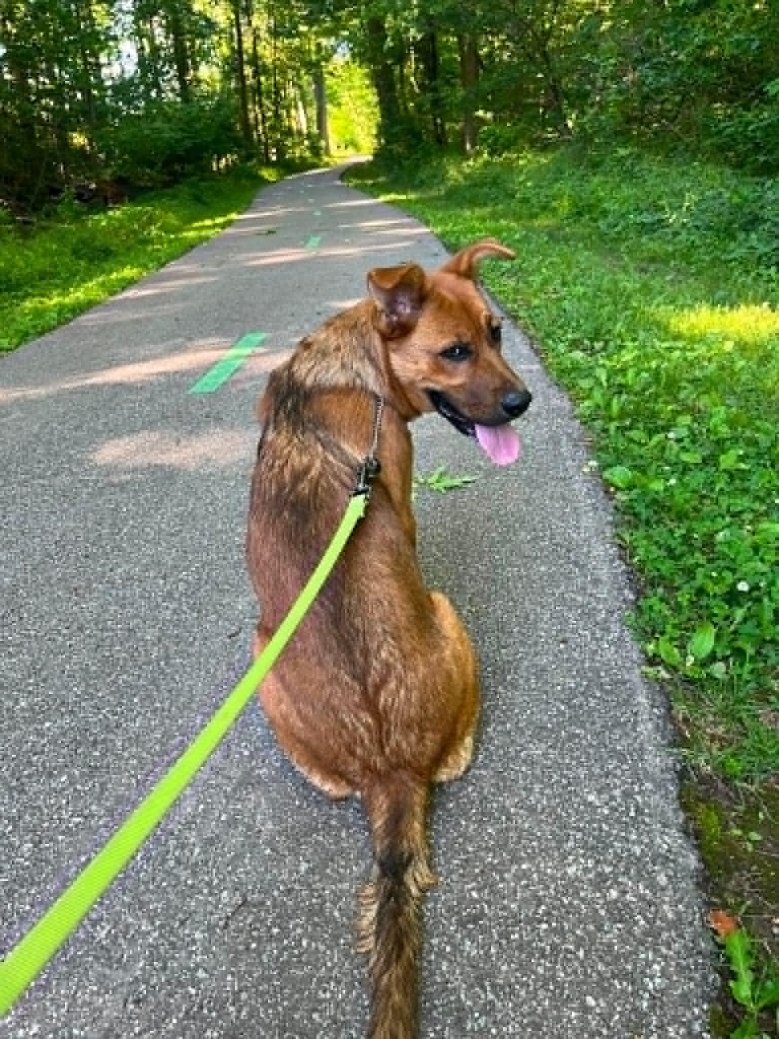Samantha (Frannie), adoptable, Young Female Shepherd.