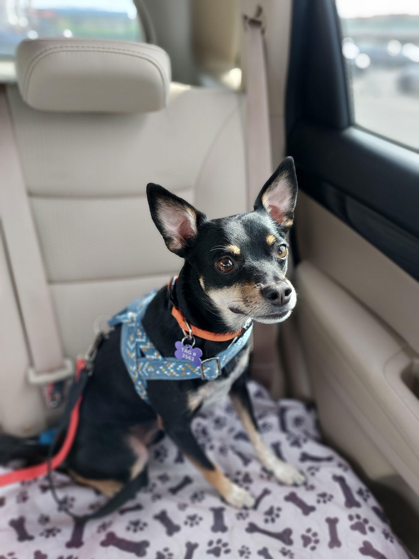 Enlarge Dewie-OS, a Adopted Miniature Pinscher in Pataskala, OH image 1/3