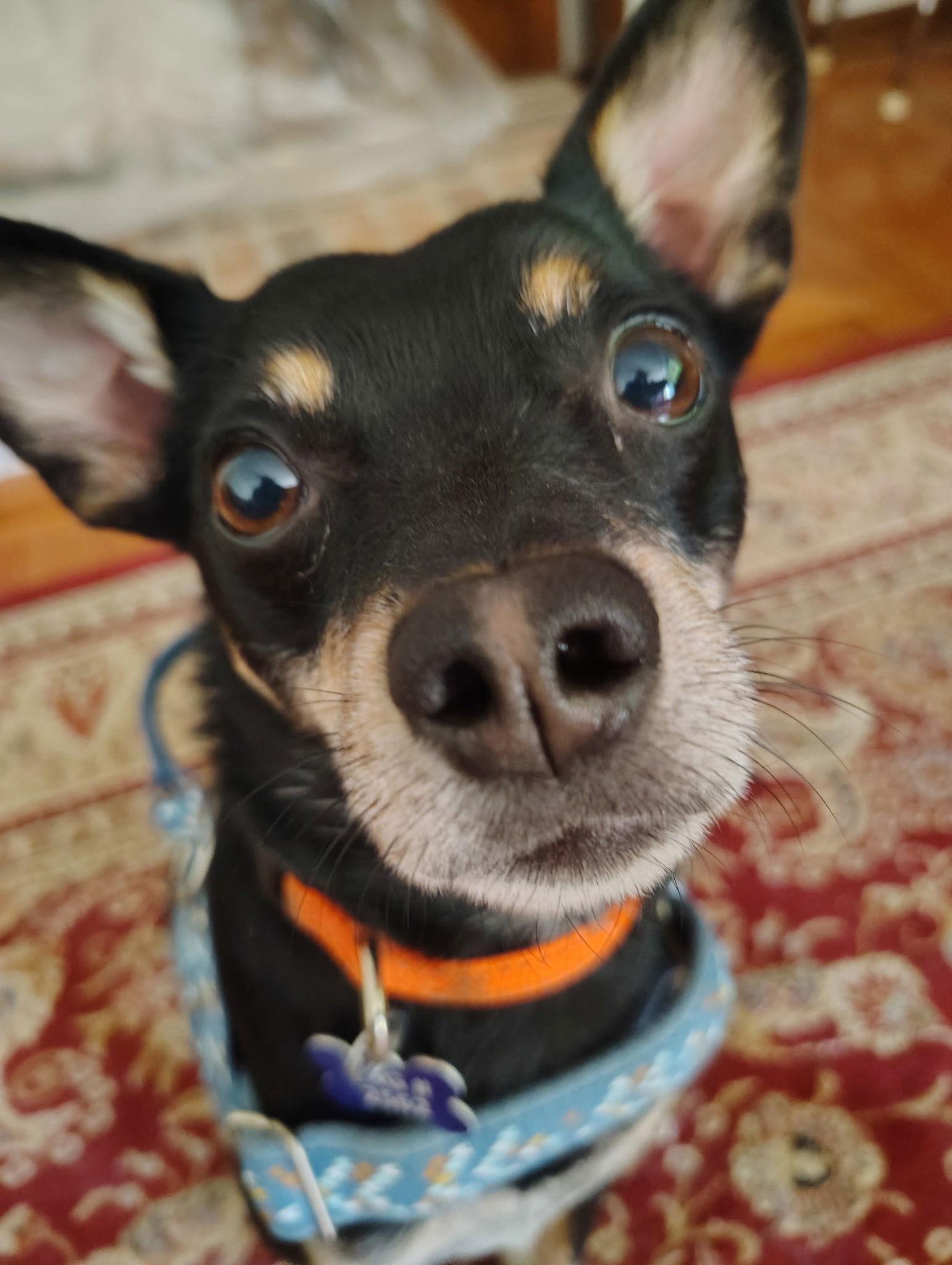 Enlarge Dewie-OS, a Adopted Miniature Pinscher in Pataskala, OH image 2/3