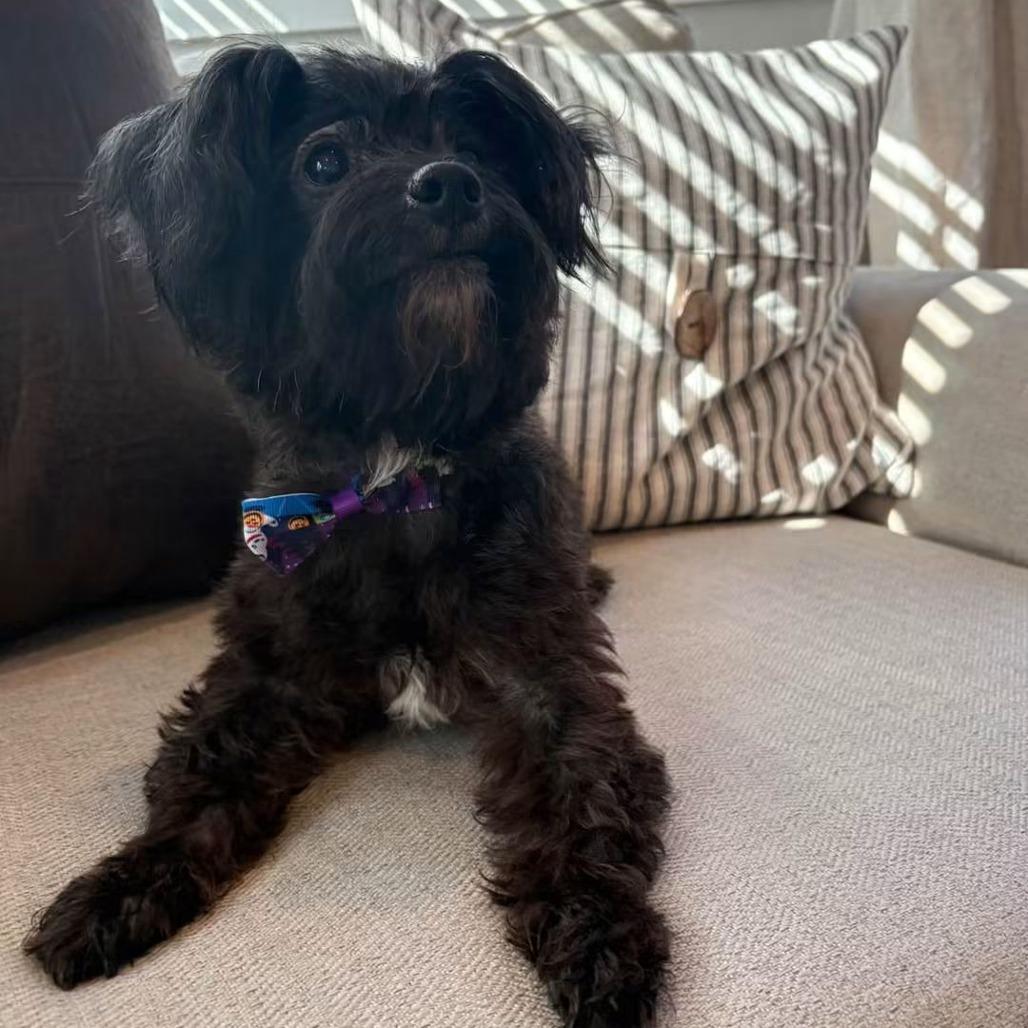 Barnaby, Adoptable, Senior Male Shih Tzu & Yorkshire Terrier.