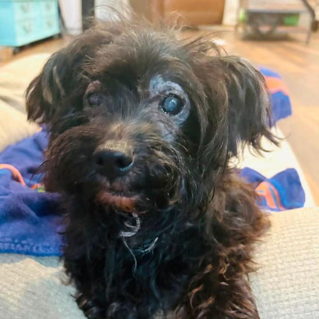 Enlarge Barnaby, a Adoptable mixed breed in Bessemer, AL image 4/6