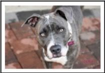 Dora, an adoptable American Staffordshire Terrier in Guthrie, OK, 73044 | Photo Image 1