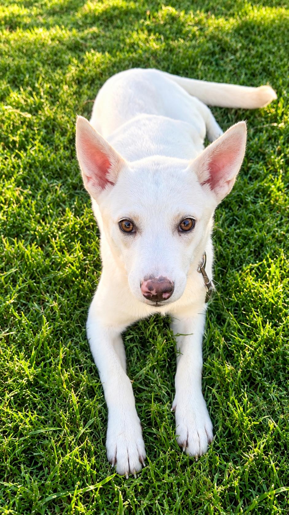 Tammy, Adoptable, Puppy Female Shepherd & Husky.