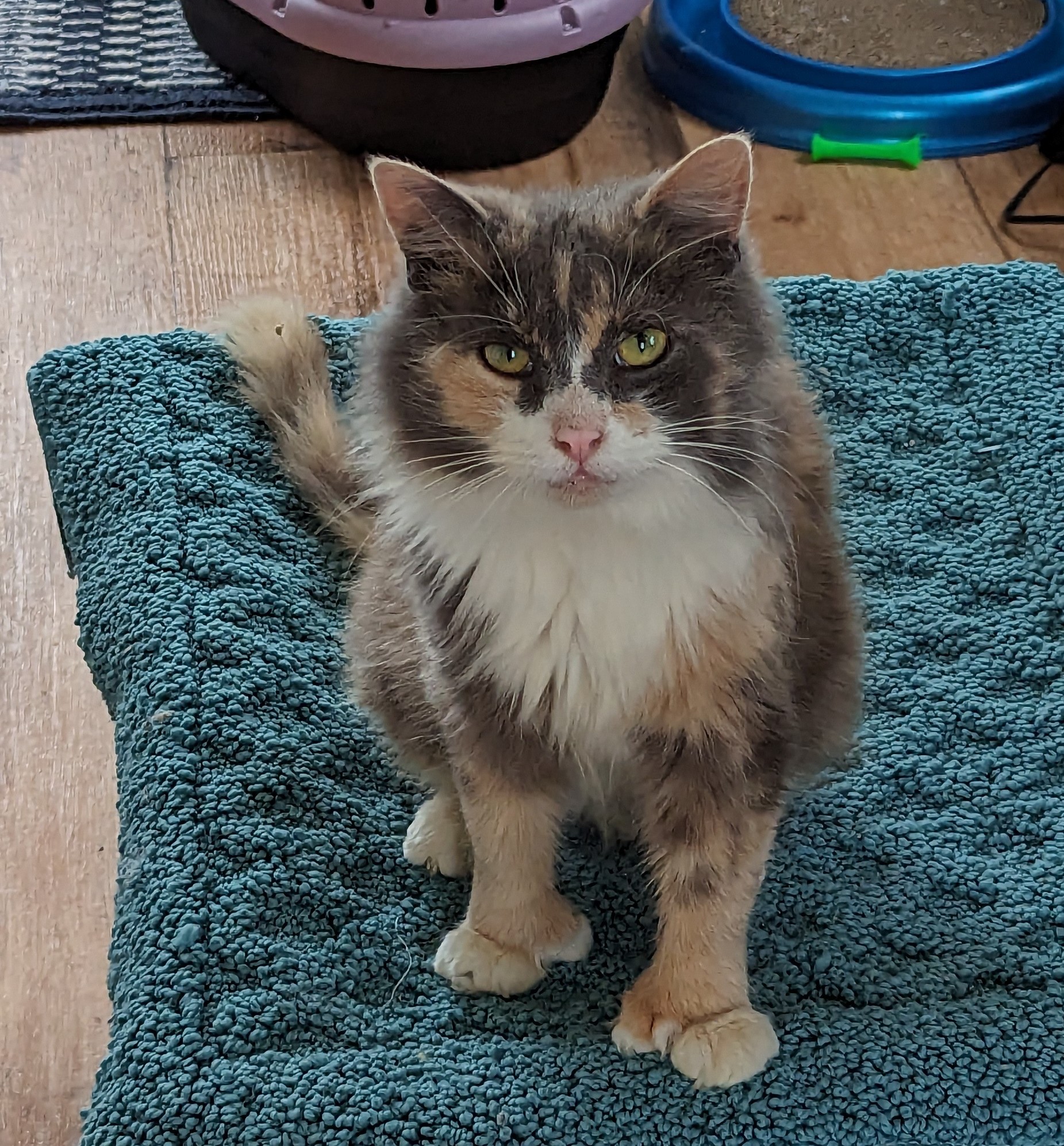 Winifred, Adopted, Adult Female Dilute Calico.