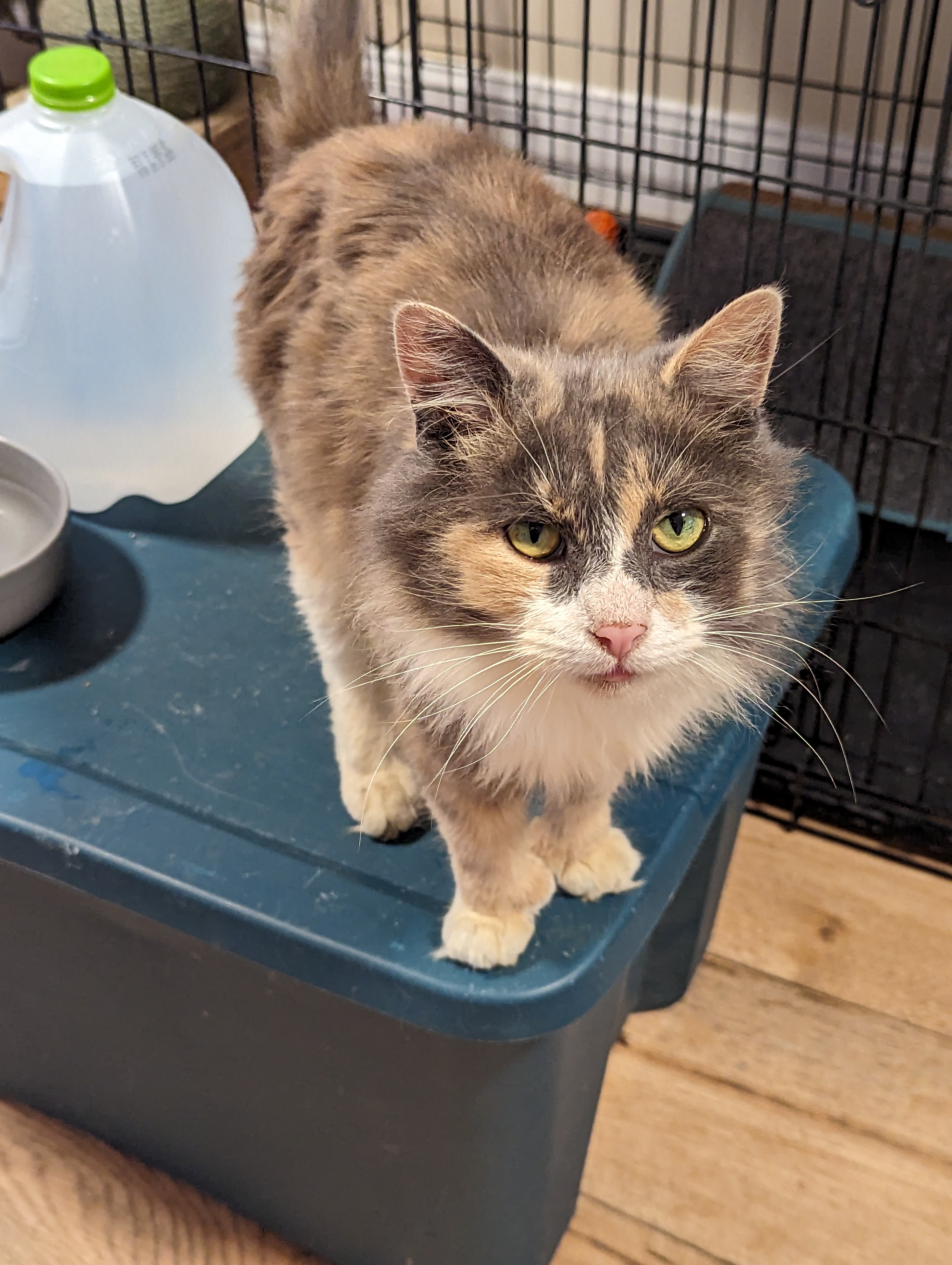 Winifred, a Adopted Dilute Calico in Burke, NY image 2/3
