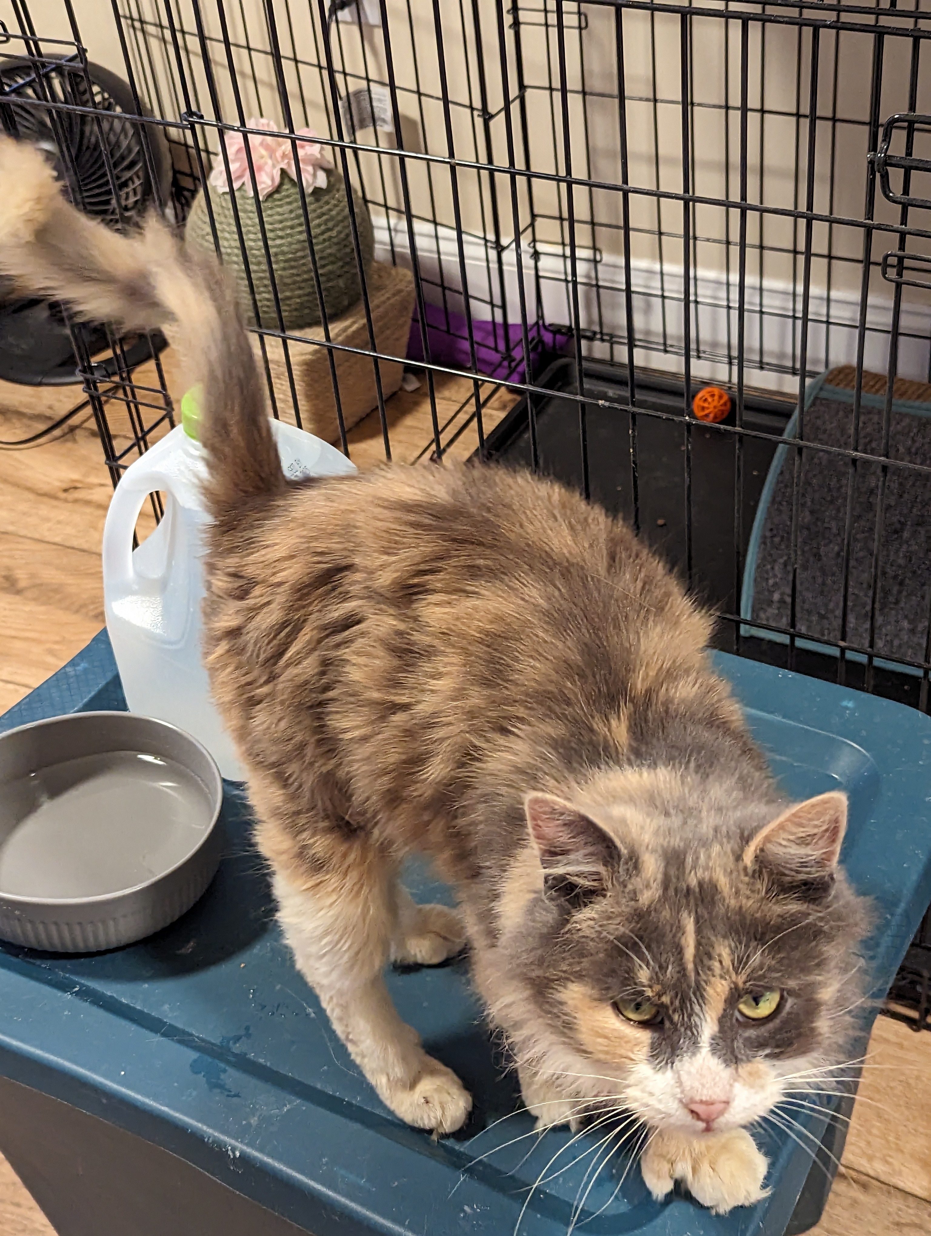 Winifred, a Adopted Dilute Calico in Burke, NY image 3/3