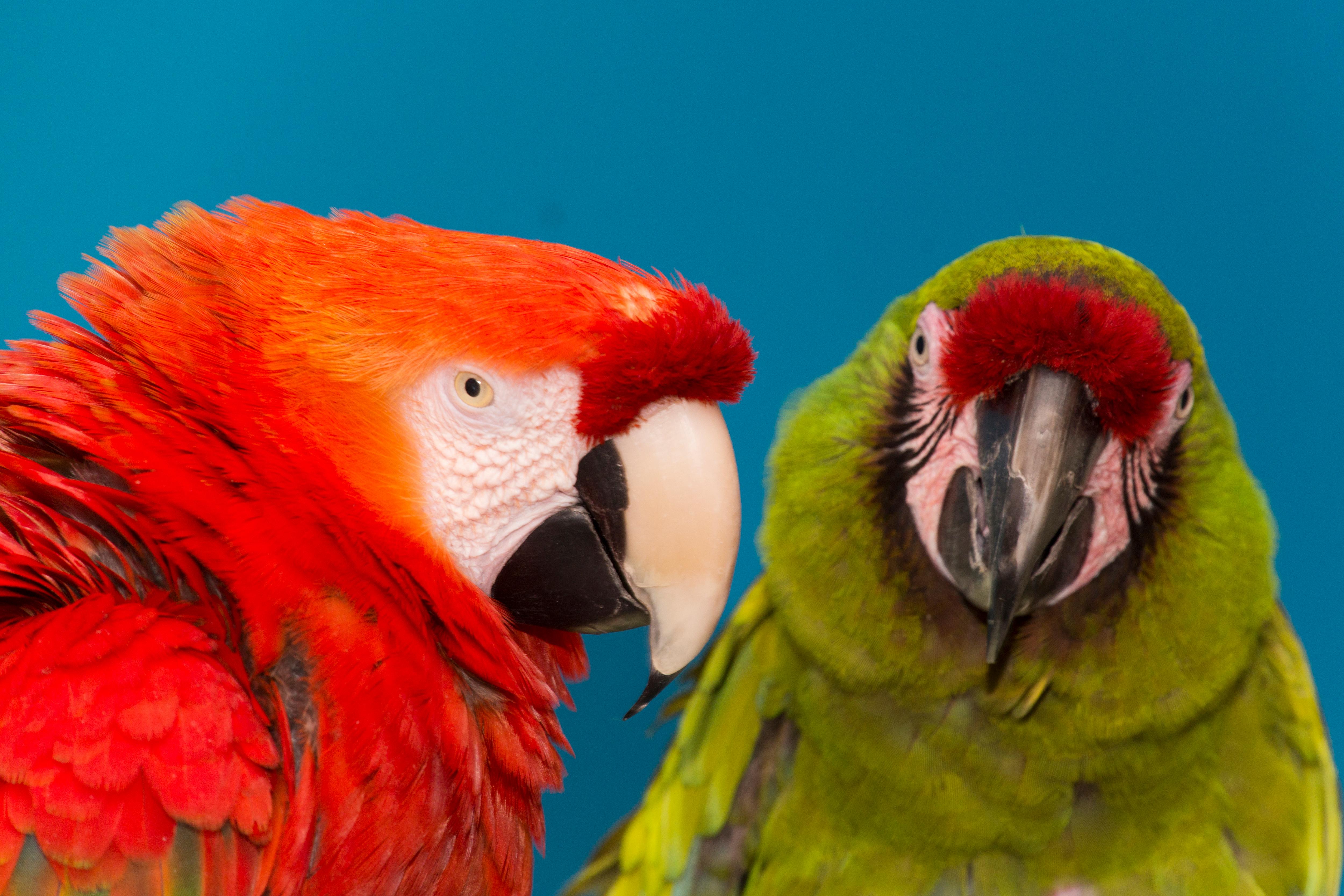 Enlarge Quork & Betsy, a Adoptable Macaw in Alexander, NC image 1/5