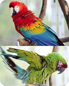 Enlarge Quork & Betsy, a Adoptable Macaw in Alexander, NC image 2/5