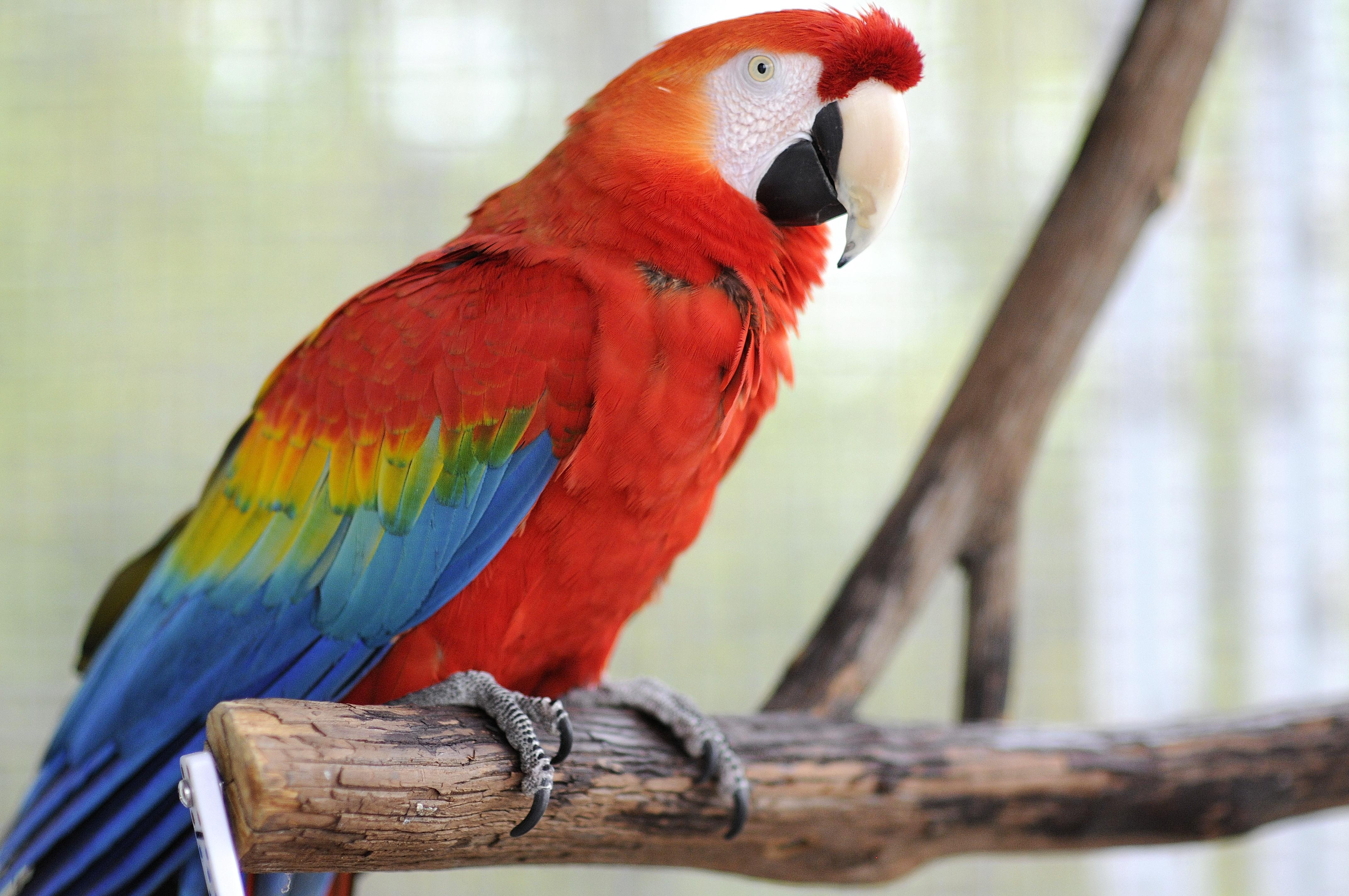 Enlarge Quork & Betsy, a Adoptable Macaw in Alexander, NC image 4/5