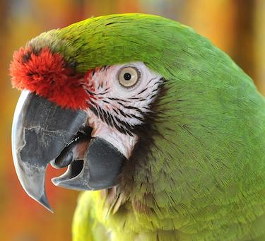 Enlarge Quork & Betsy, a Adoptable Macaw in Alexander, NC image 5/5