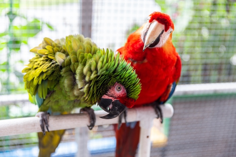 Enlarge Quork & Betsy, a Adoptable Macaw in Alexander, NC image 3/5