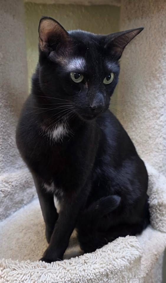 Enlarge Cosmo, an adopted Domestic Short Hair in Saint George, UT image 1/1