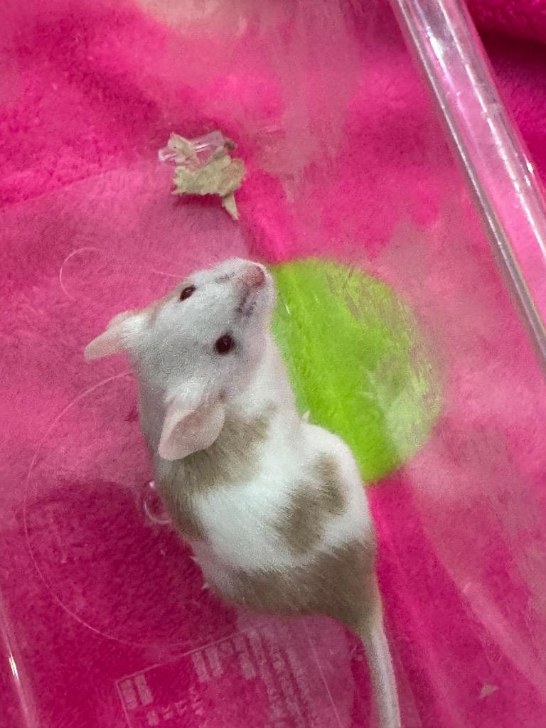 Ankha, Adoptable, Young Female Mouse.