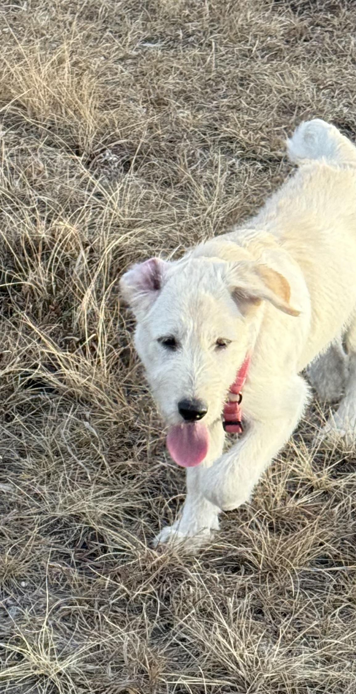 Sage, a Adoptable mixed breed in Colorado Springs, CO image 2/5