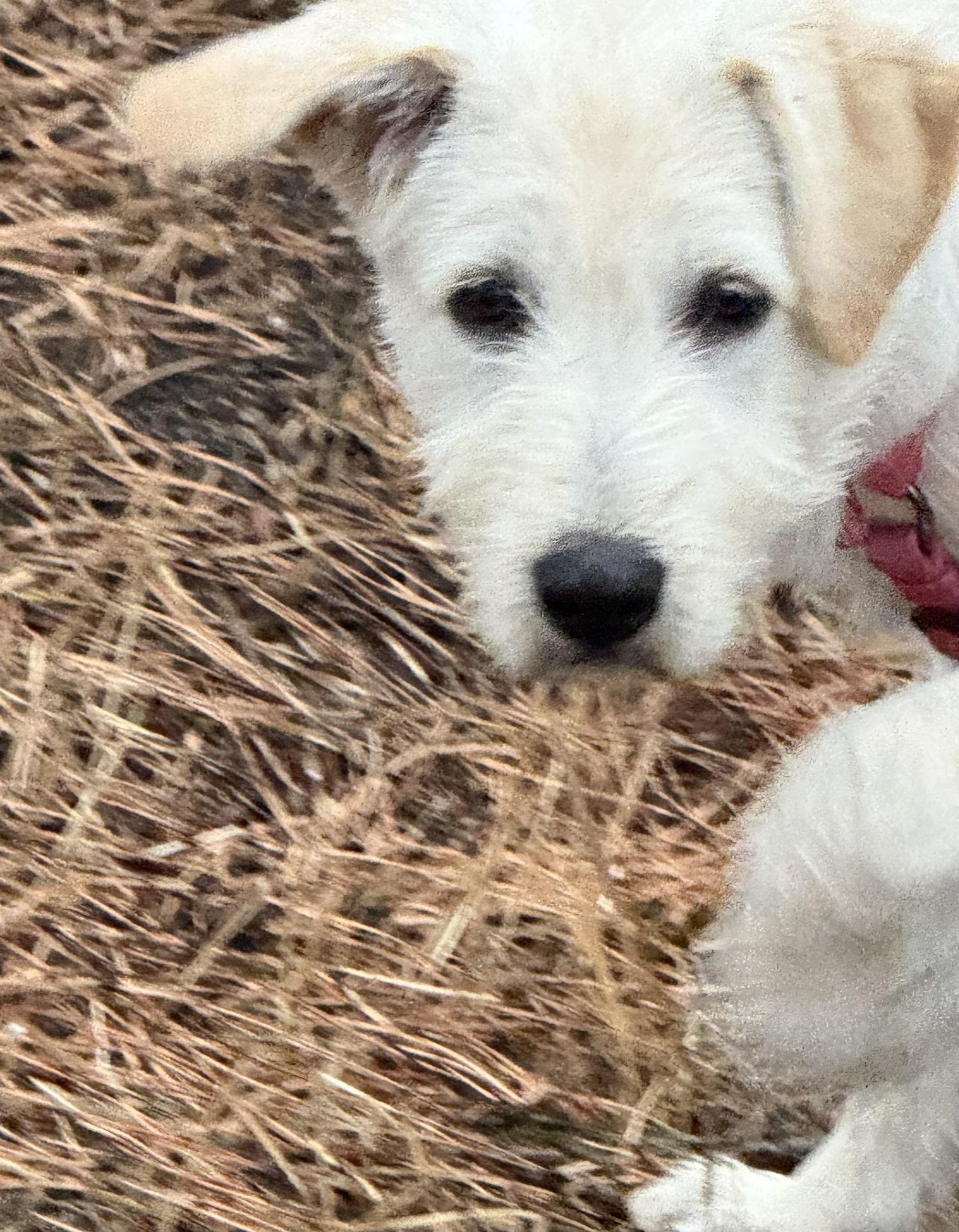 Sage, a Adoptable mixed breed in Colorado Springs, CO image 1/5