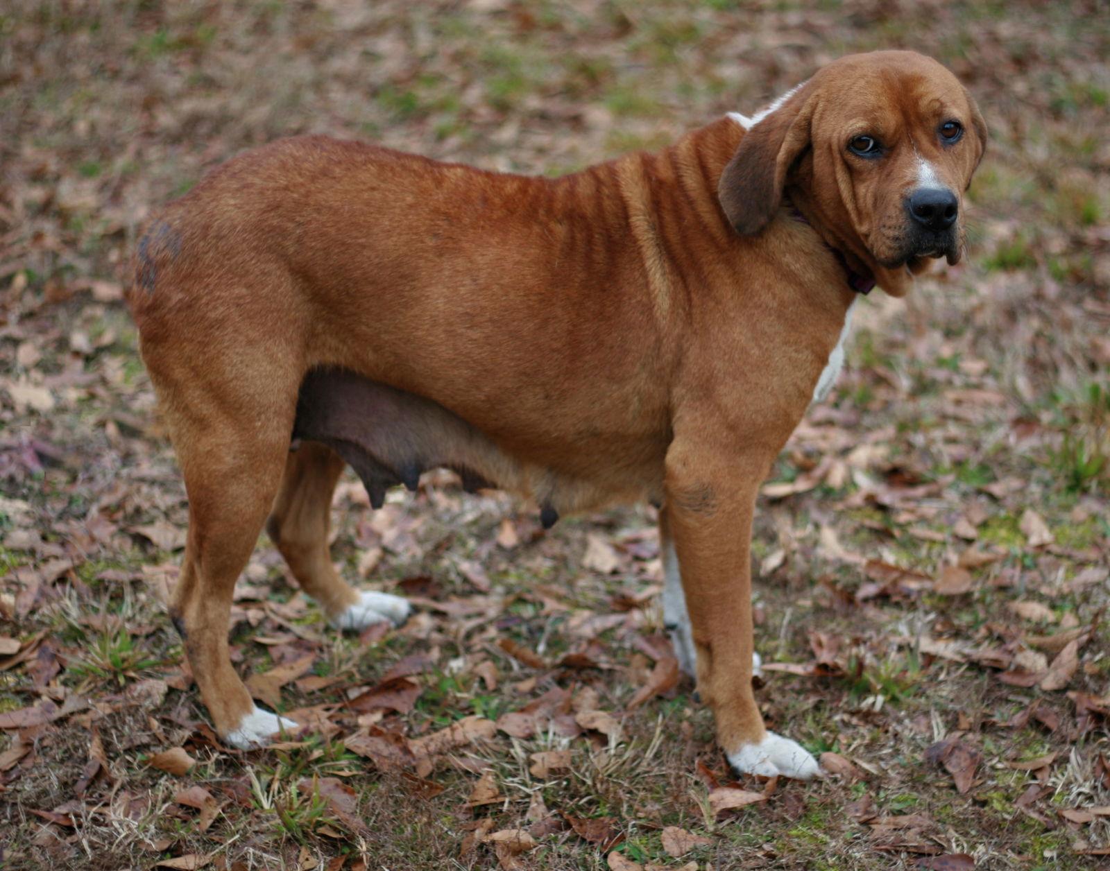 Hannah, Adoptable, Adult Female Basset Hound & Redbone Coonhound.