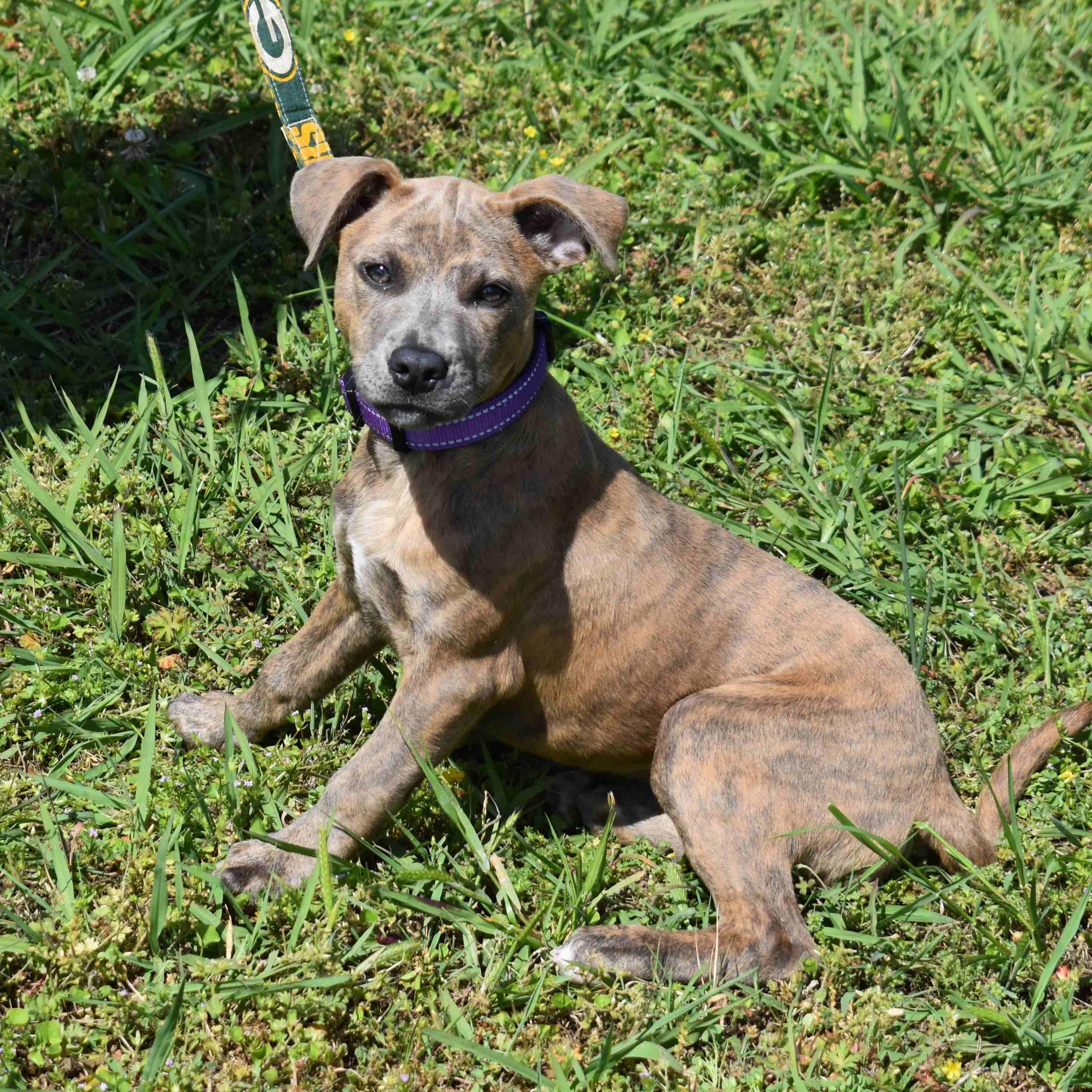 Jazmine, a ADOPTABLE Mixed Breed in Searcy, AR image 6/6