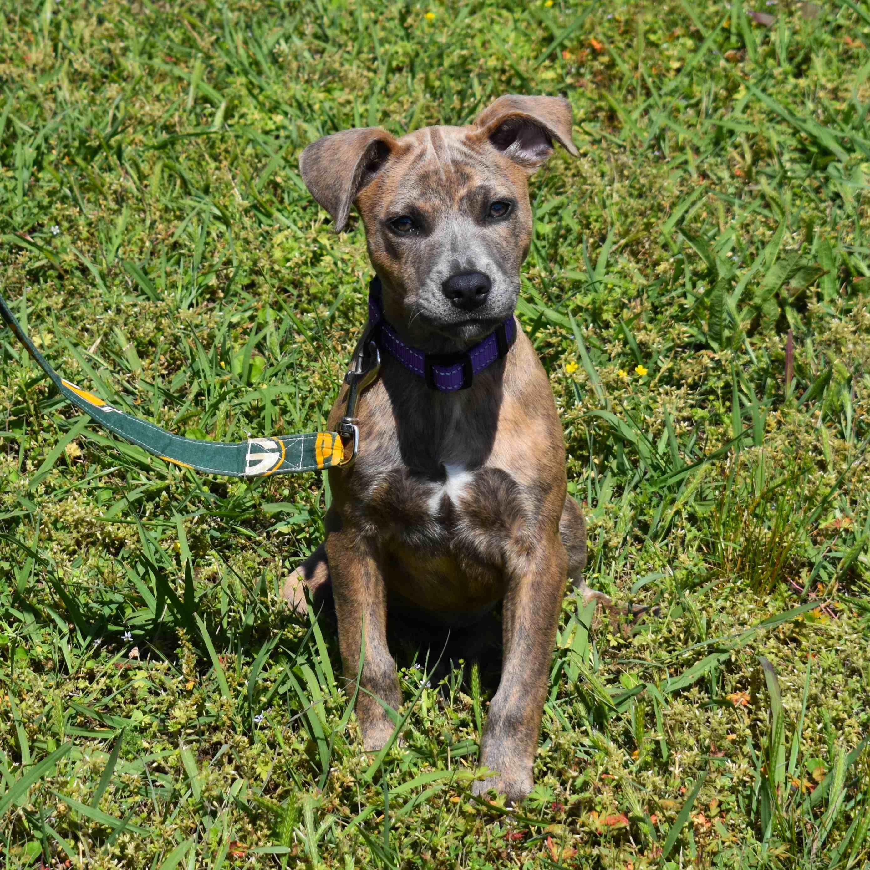 Jazmine, a ADOPTABLE Mixed Breed in Searcy, AR image 1/6
