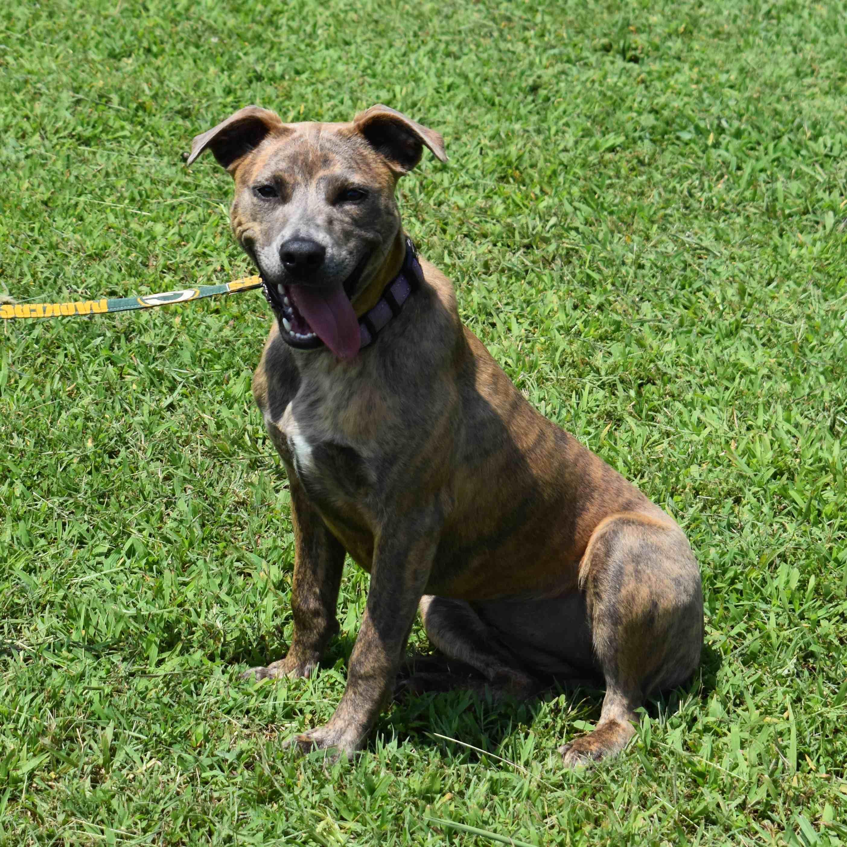 Jazmine, a ADOPTABLE Mixed Breed in Searcy, AR image 6/6