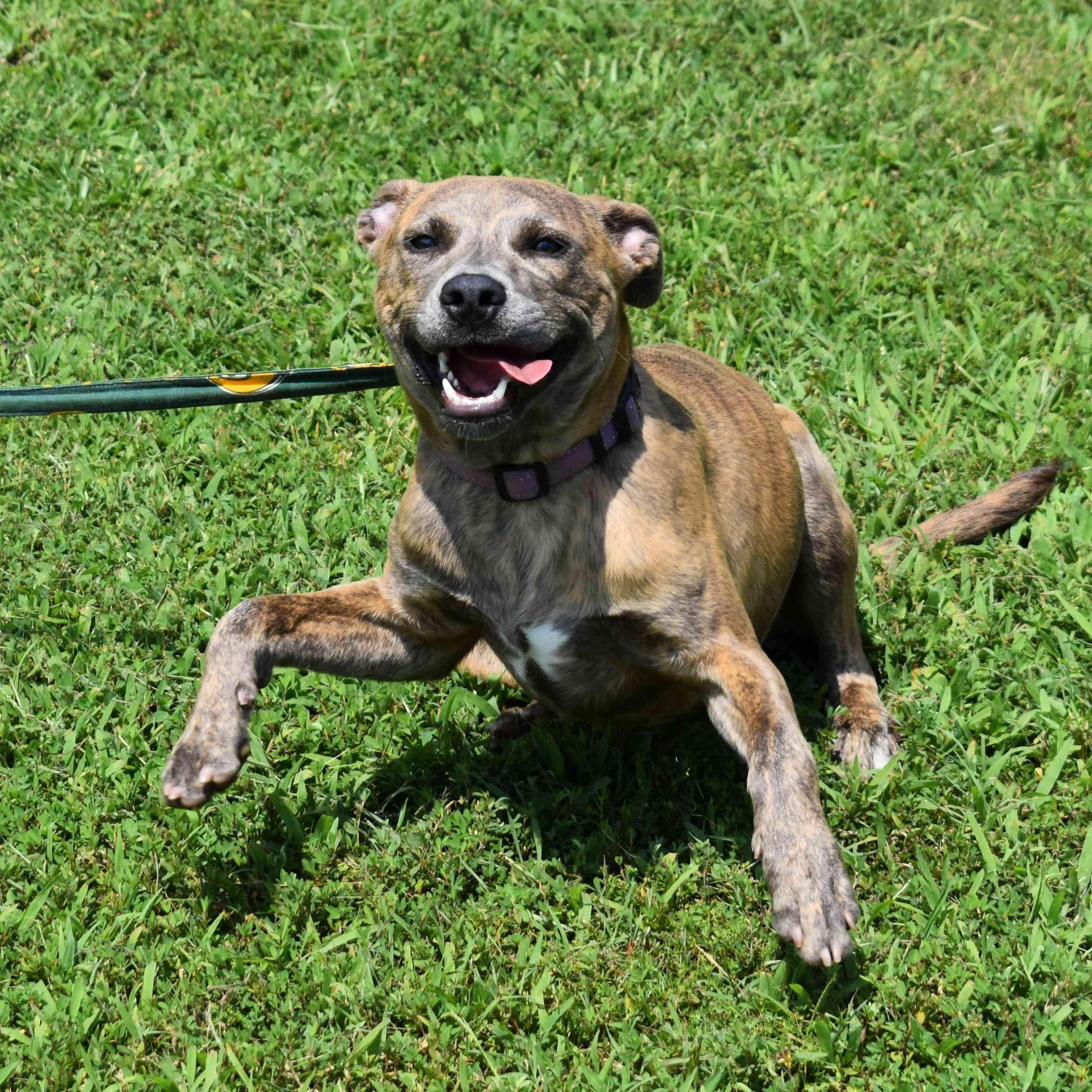 Jazmine, a ADOPTABLE Mixed Breed in Searcy, AR image 4/6