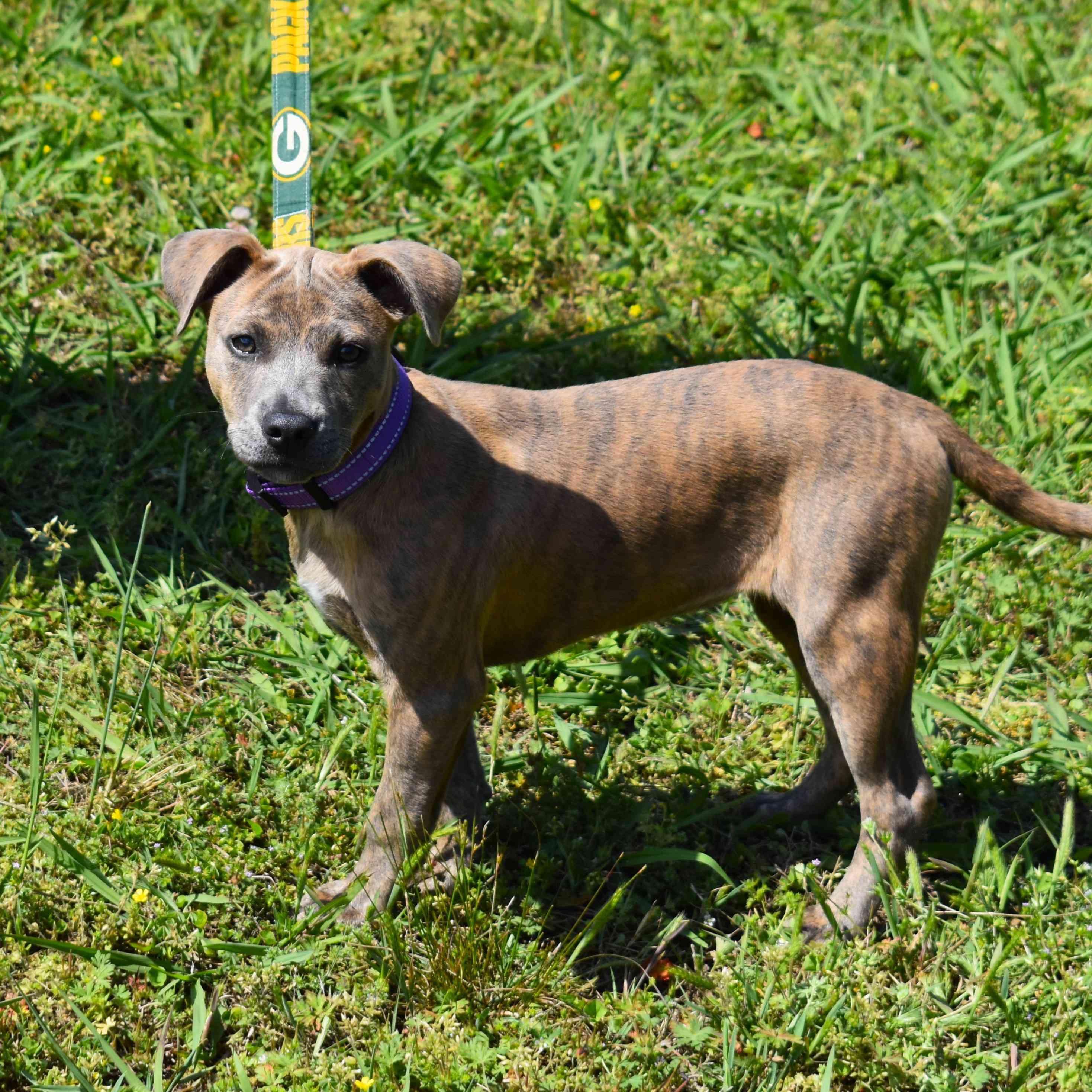 Jazmine, a ADOPTABLE Mixed Breed in Searcy, AR image 3/6
