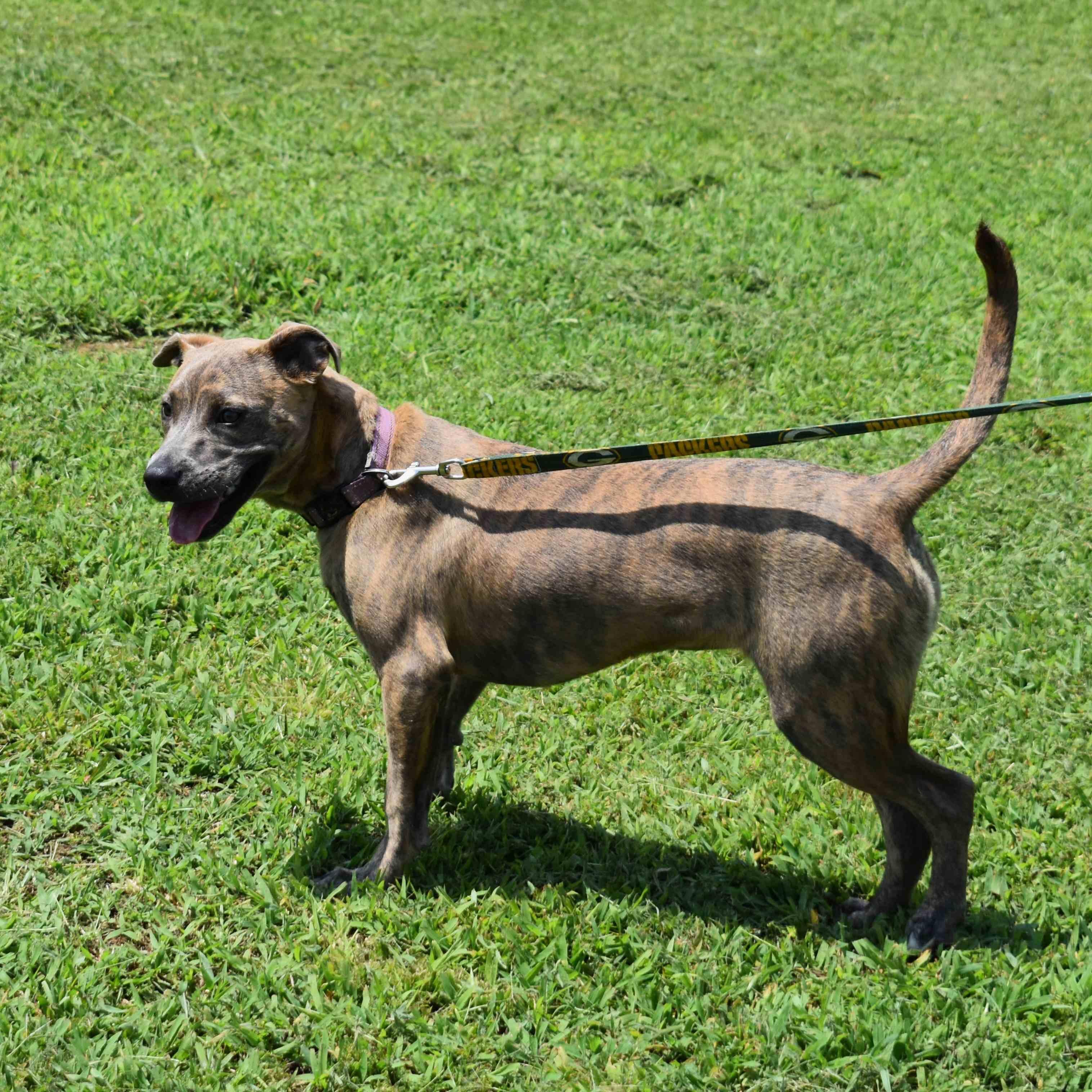 Jazmine, a ADOPTABLE Mixed Breed in Searcy, AR image 3/6