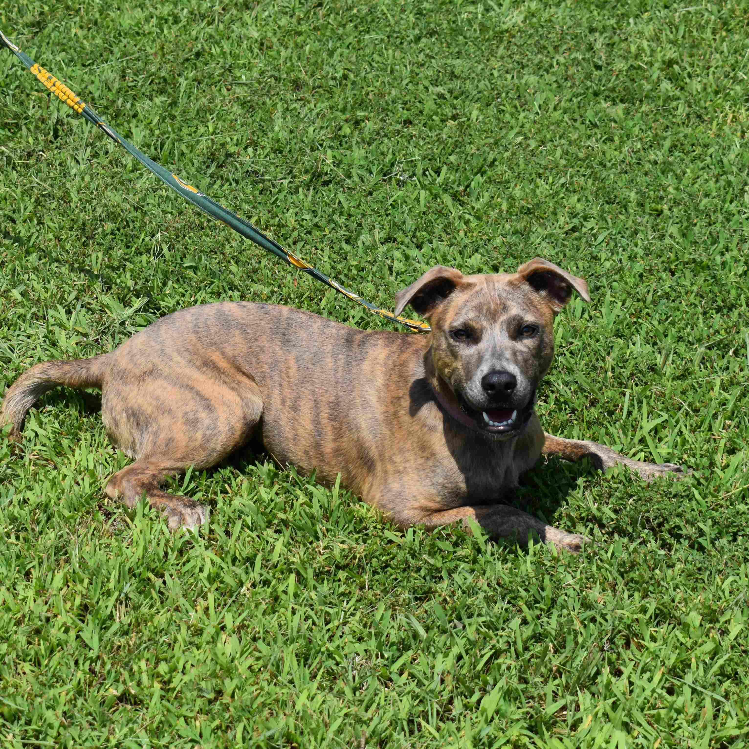 Jazmine, a ADOPTABLE Mixed Breed in Searcy, AR image 5/6