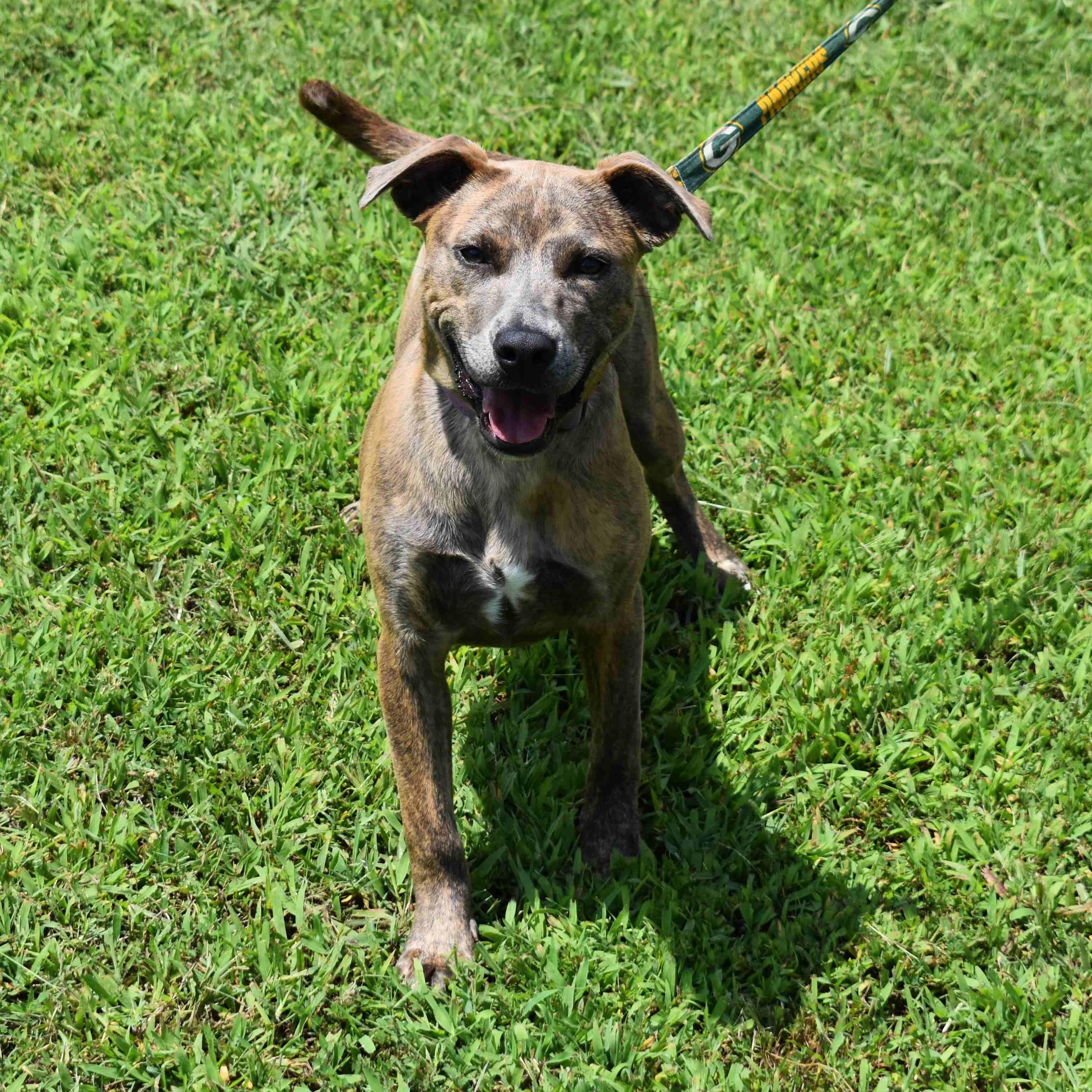 Jazmine, a ADOPTABLE Mixed Breed in Searcy, AR image 2/6