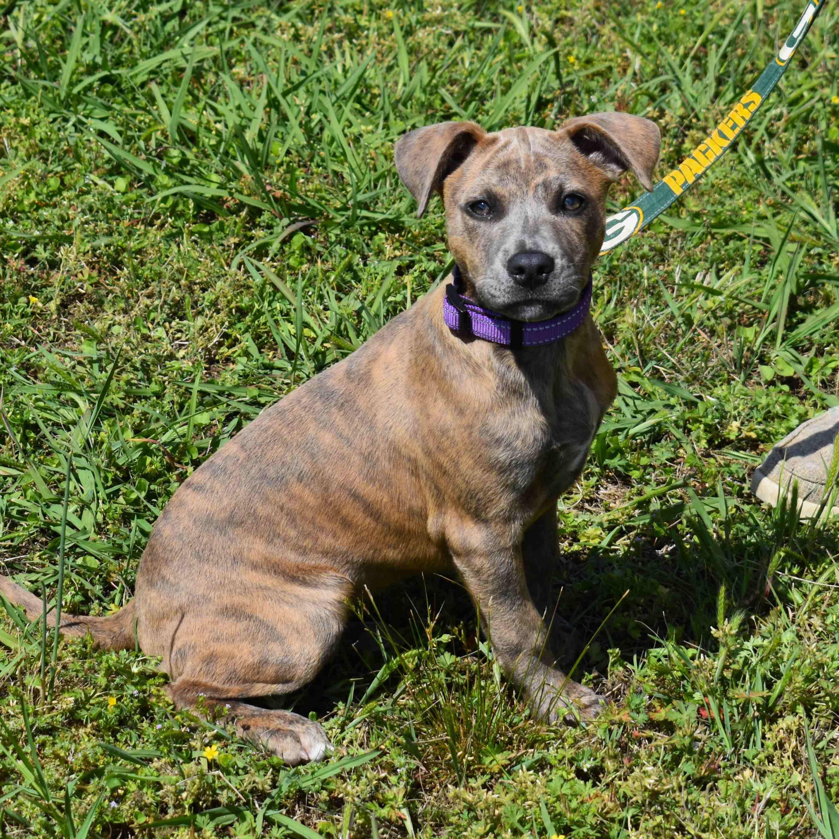 Jazmine, a ADOPTABLE Mixed Breed in Searcy, AR image 4/6